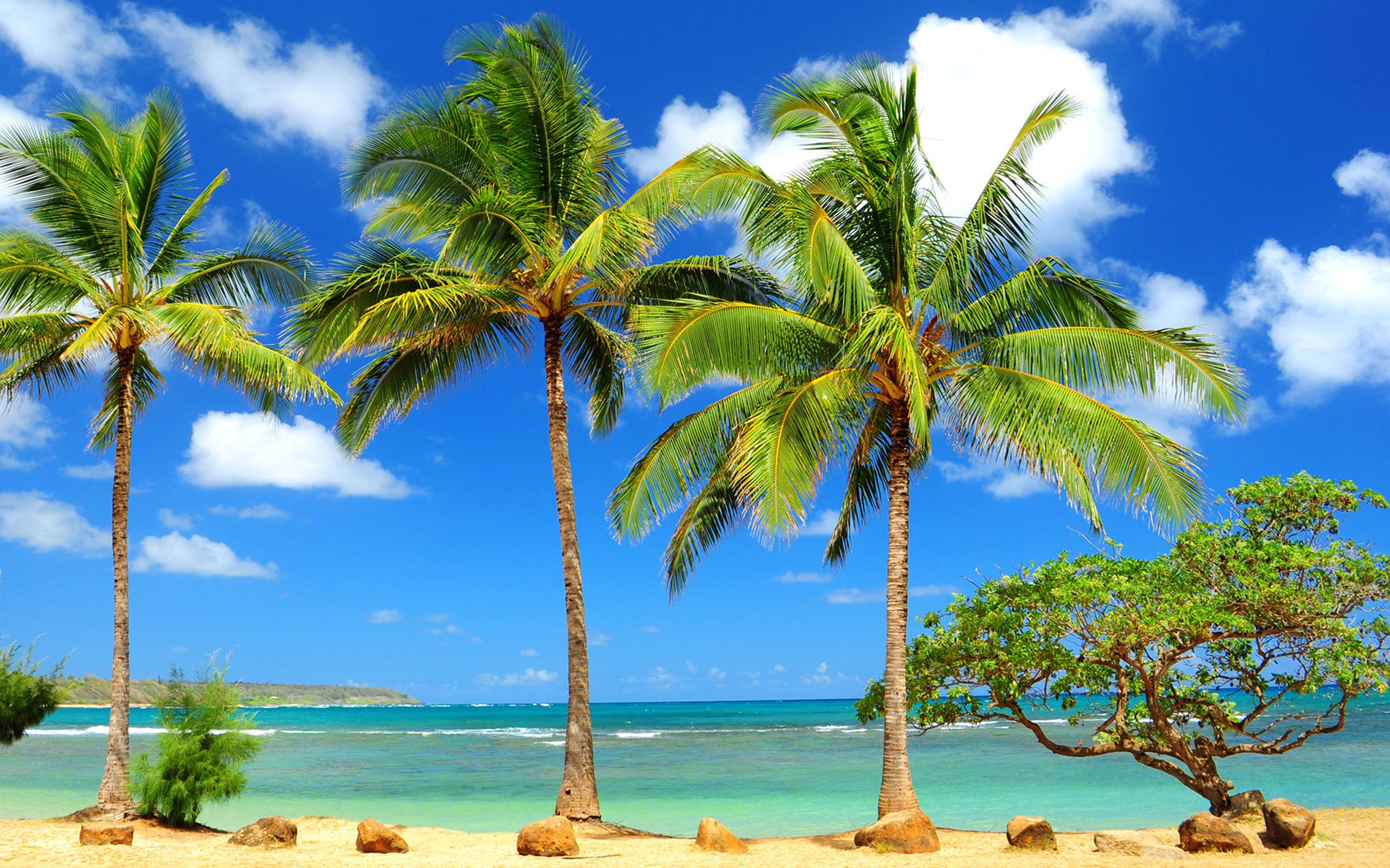 Beach Palm Tree Wide Wallpapers