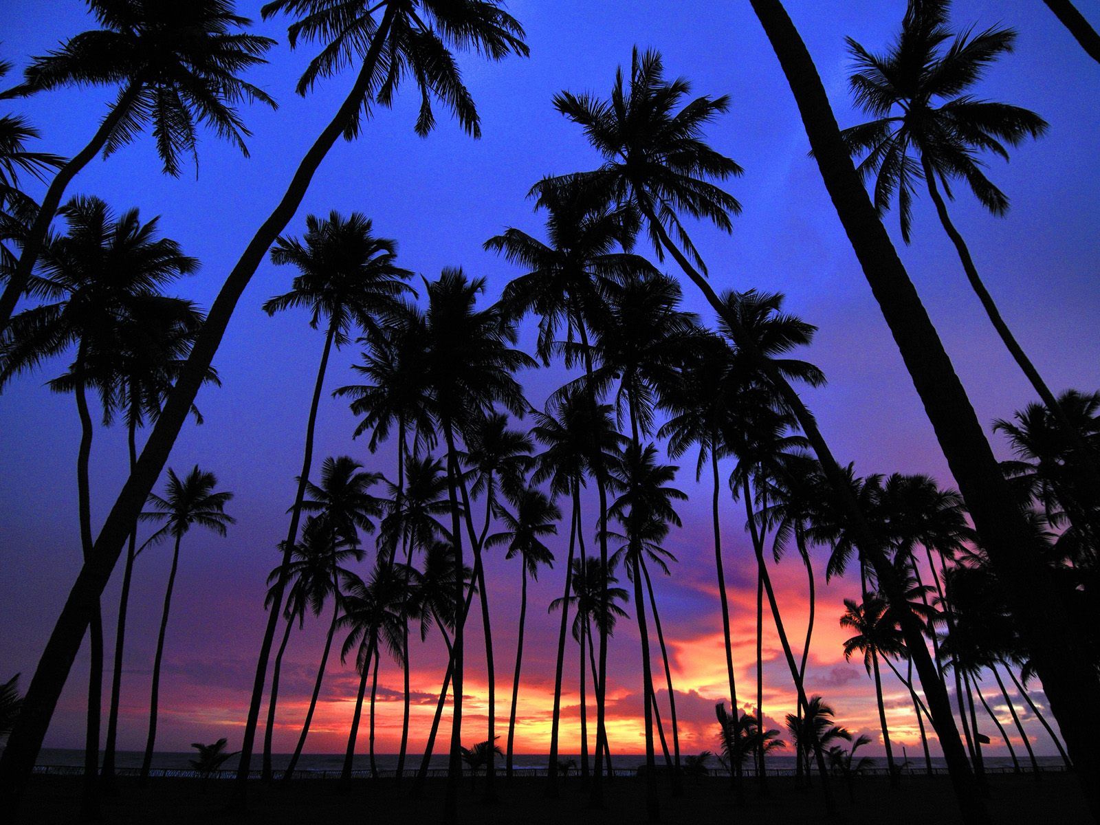 Palm Tree Wallpapers