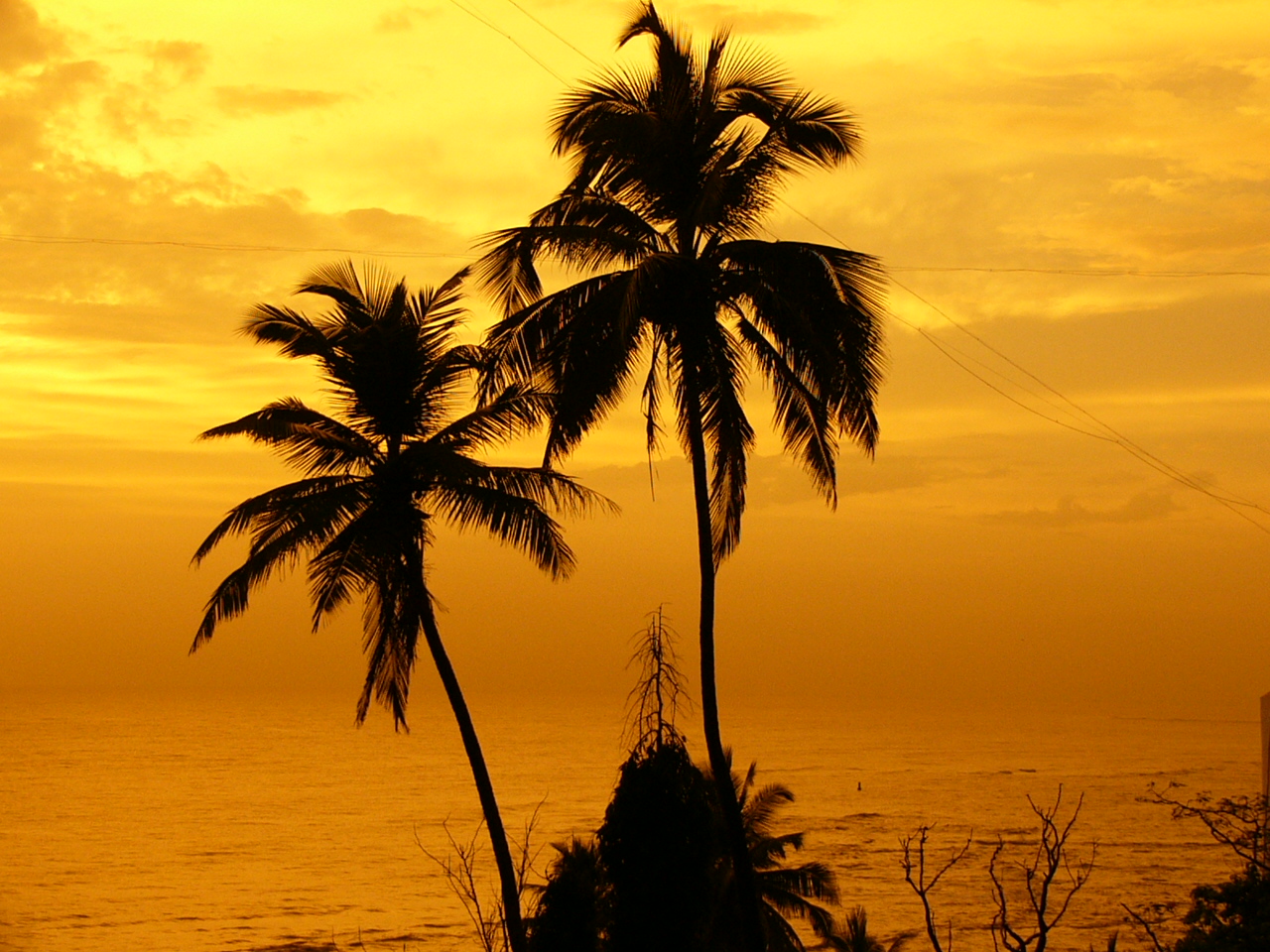 Coconut palm trees in Mumbai, India