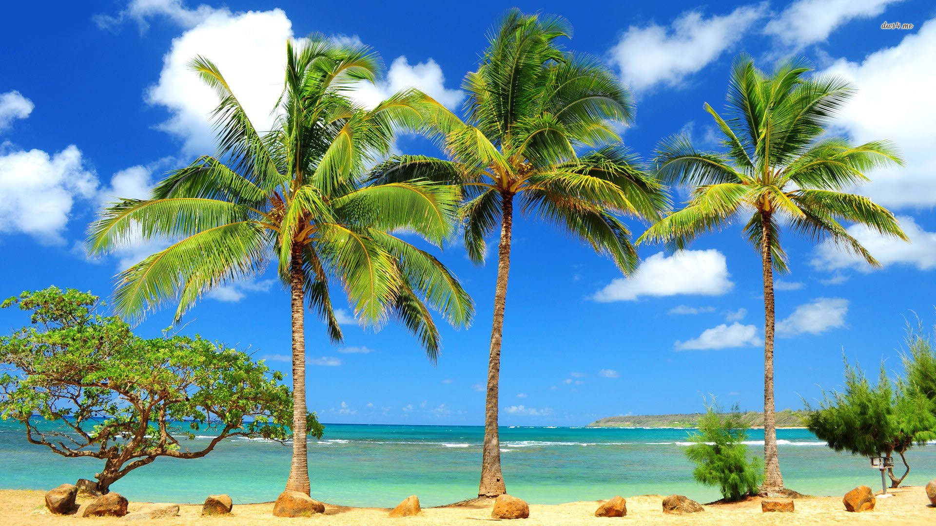 Palm Trees 21 HD Images Wallpapers
