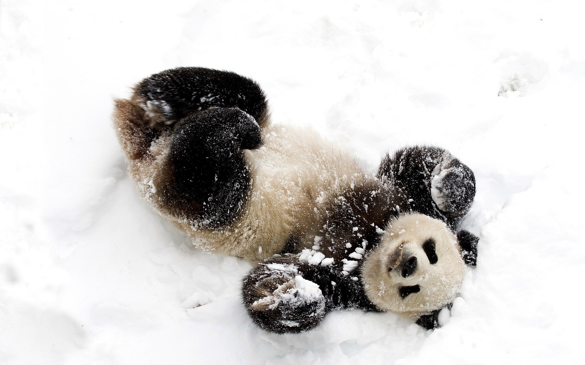 Panda snow fun