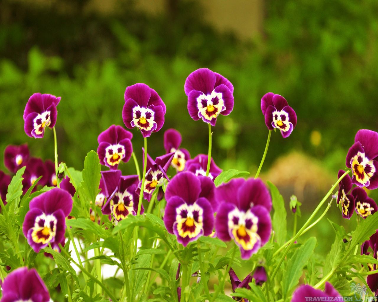 You can find Bright Pansies Flowers Wallpapers in many resolution such as 1024×768, ...