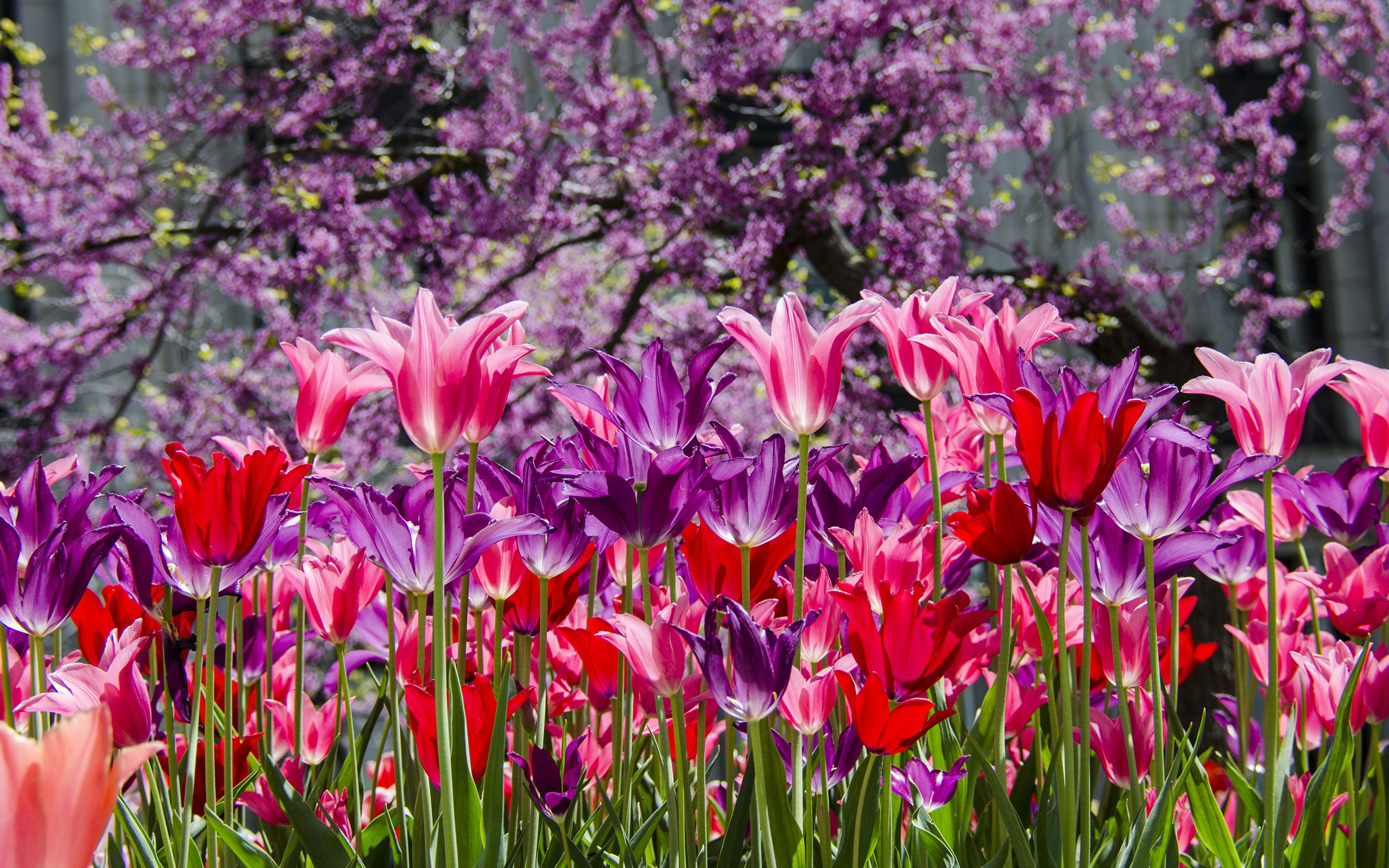 Park purple pink tulips