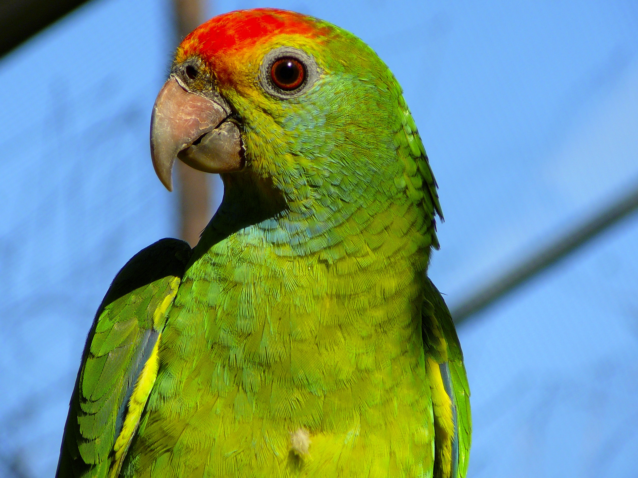 [25], Red-browed Amazon parrot.jpg