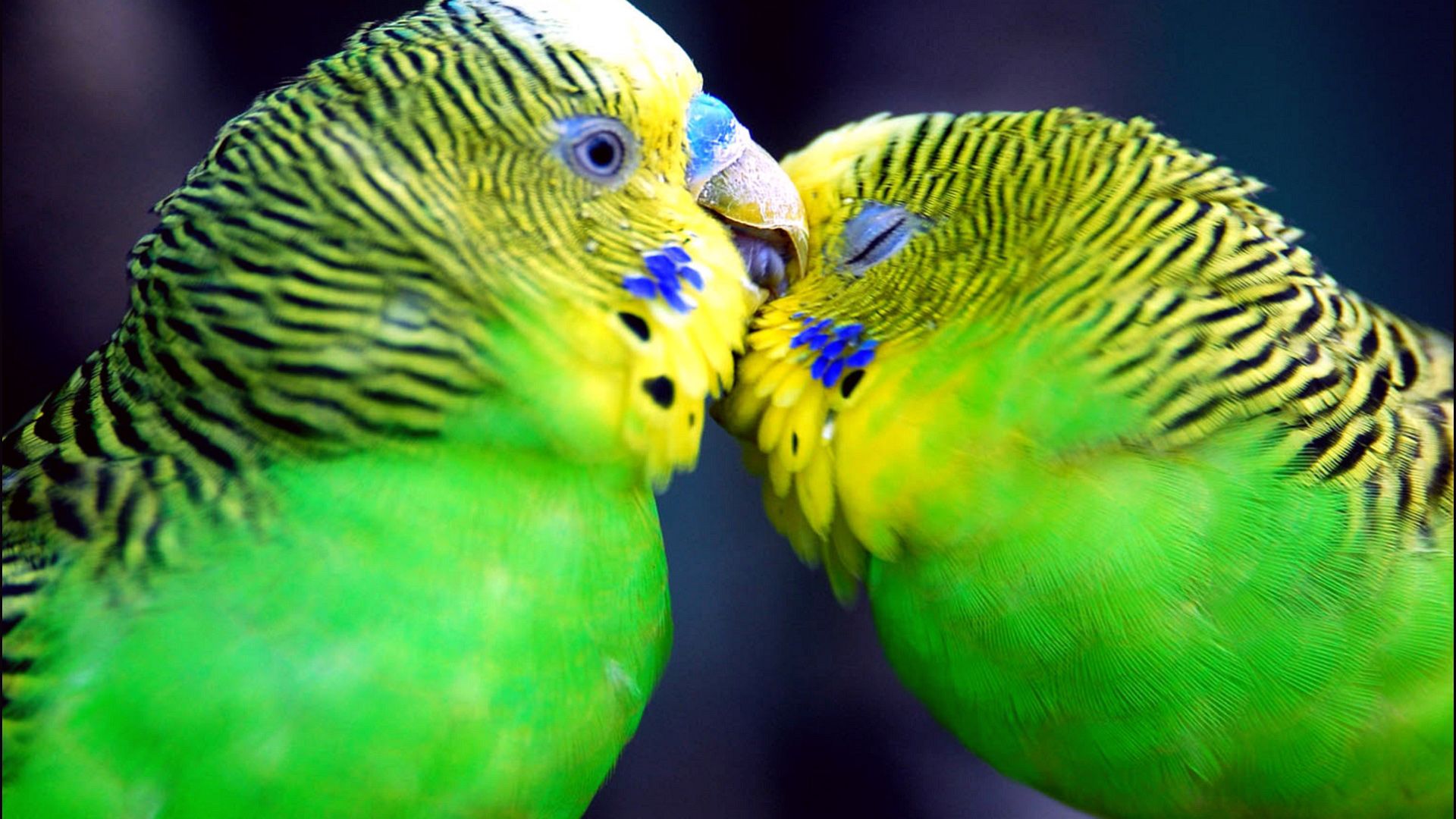 Parrots Kiss
