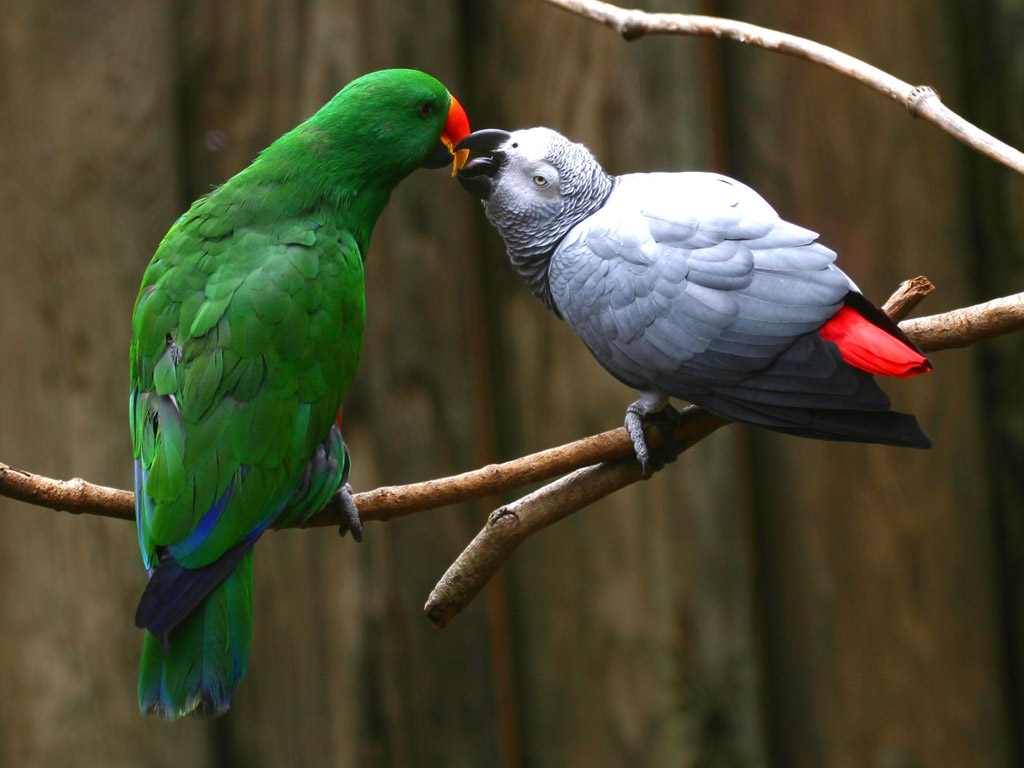 Parrots love