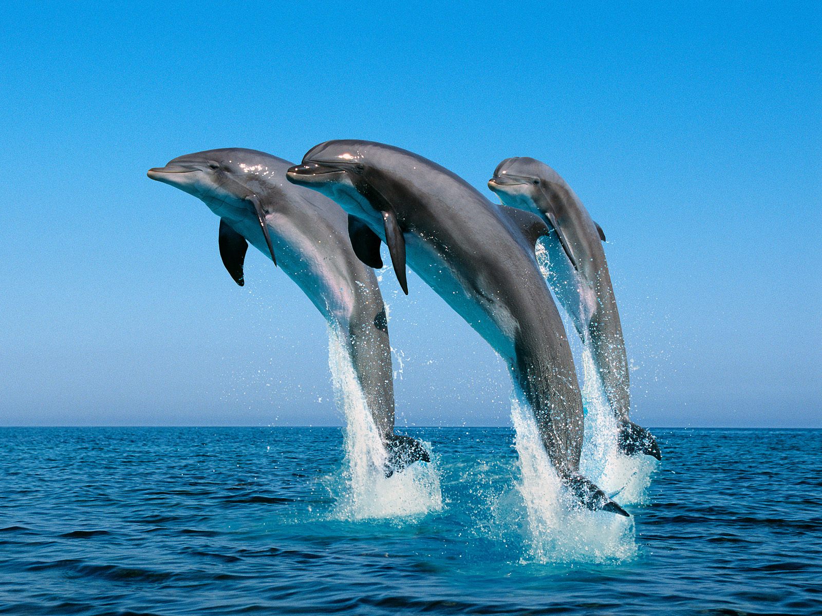 Three jumping dolphins.