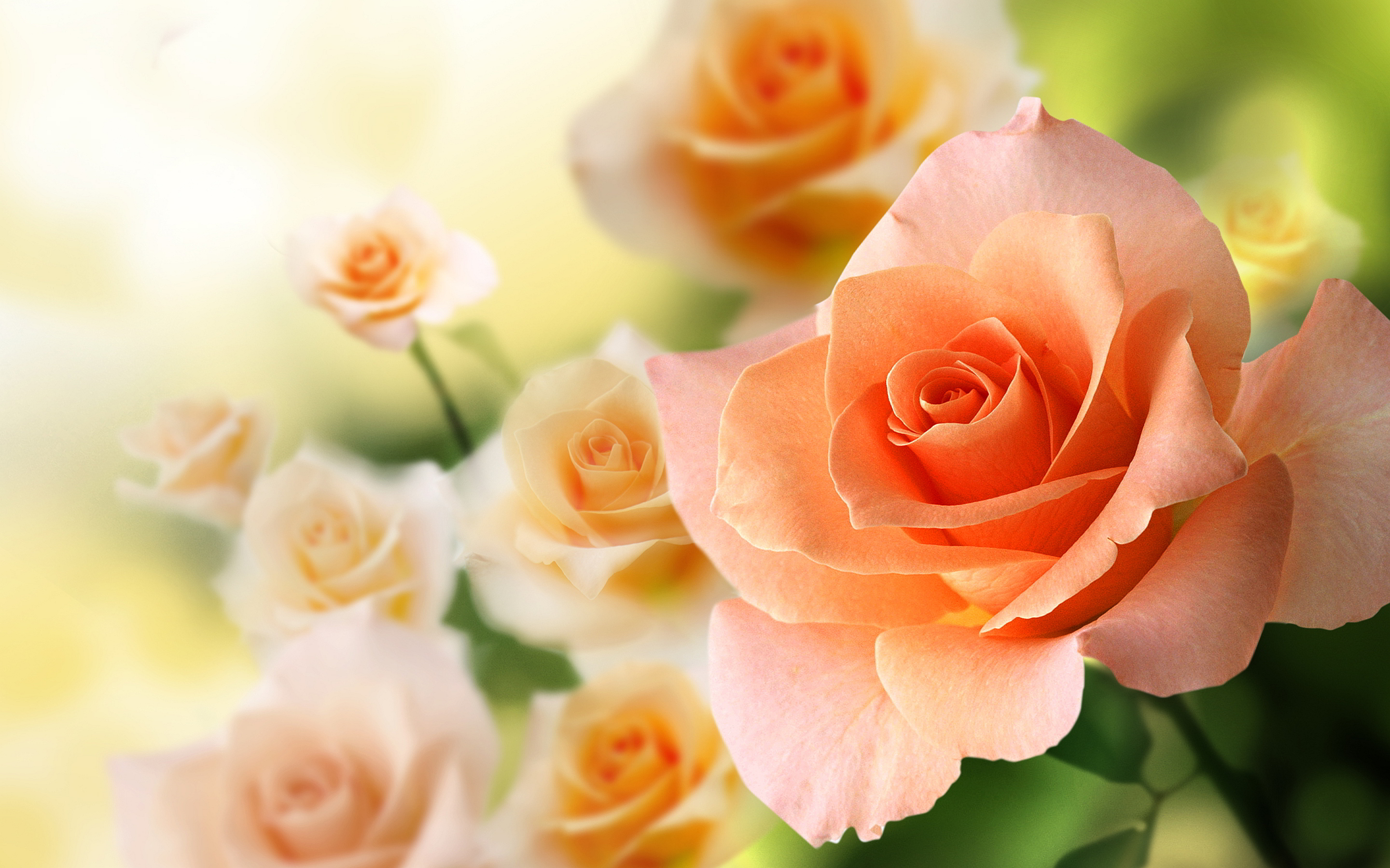 Peach colored rose