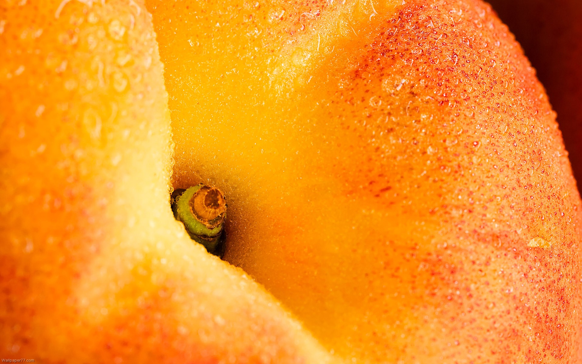 Peaches Close-Up