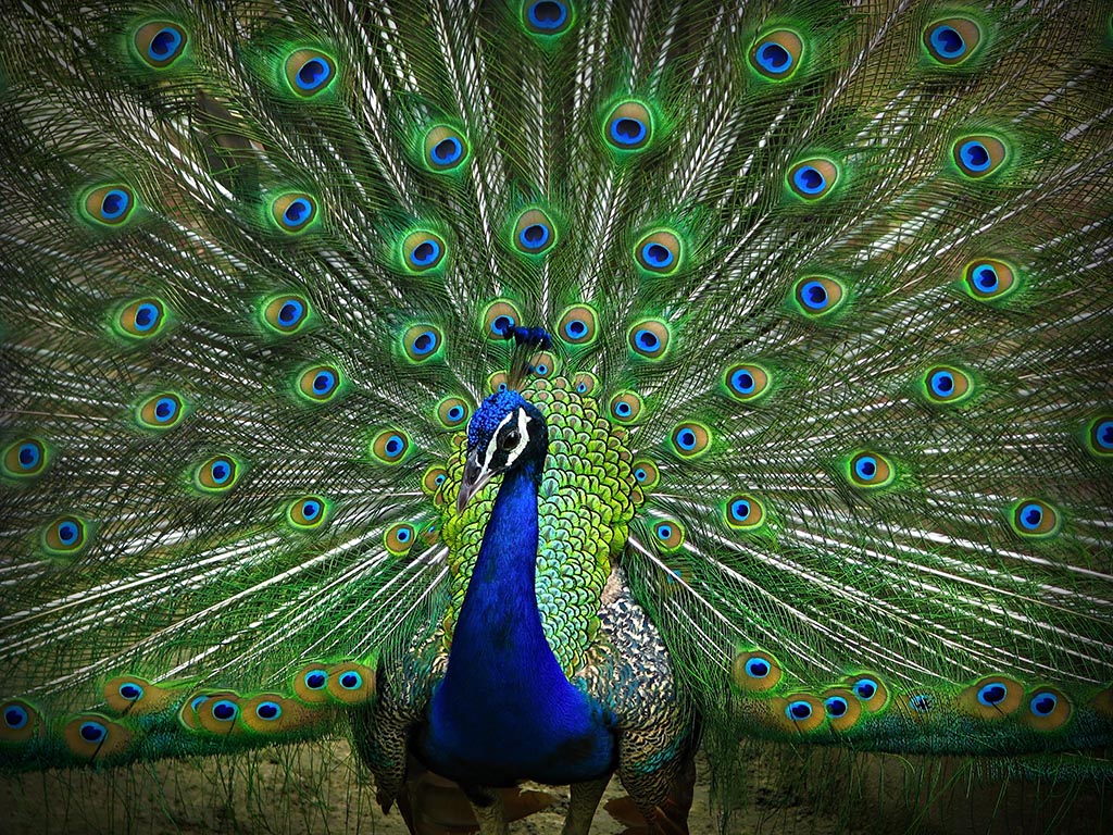 Portrait of peacock dancing with its feathers open