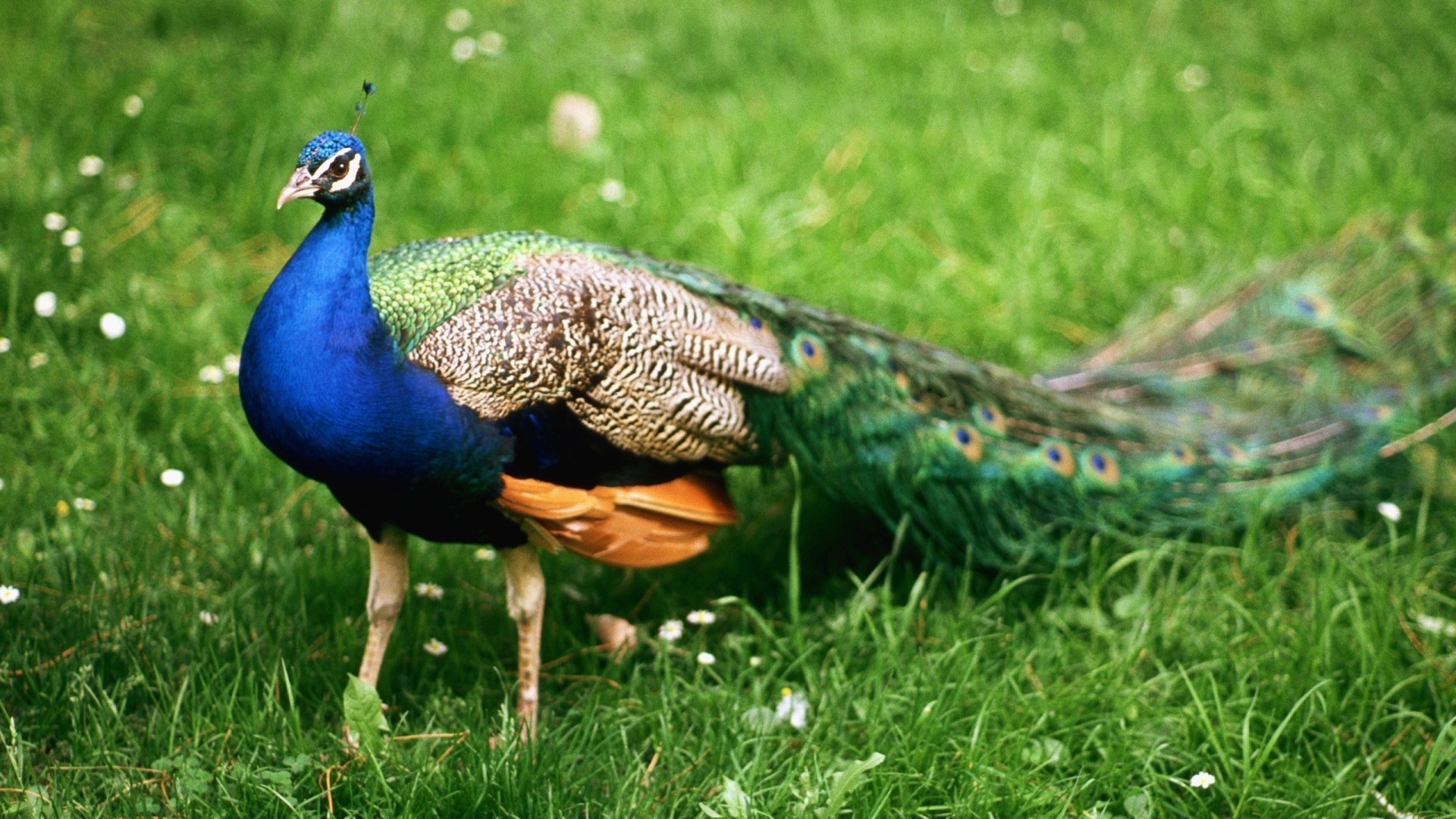 Beautiful Peacock Bird