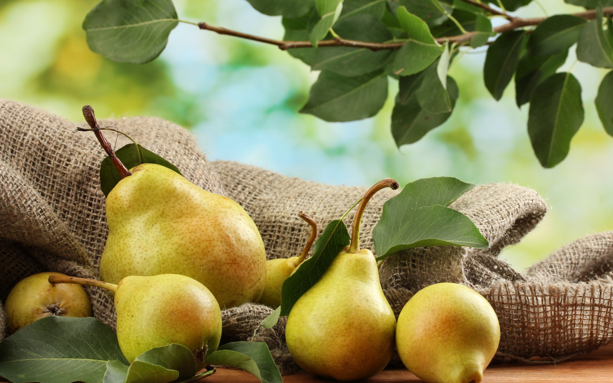 Pears Fruit Autumn HD Background is a awesome hd photography. Free to upload, share the high definition photos. Pears Fruit Autumn HD Background is a part ...