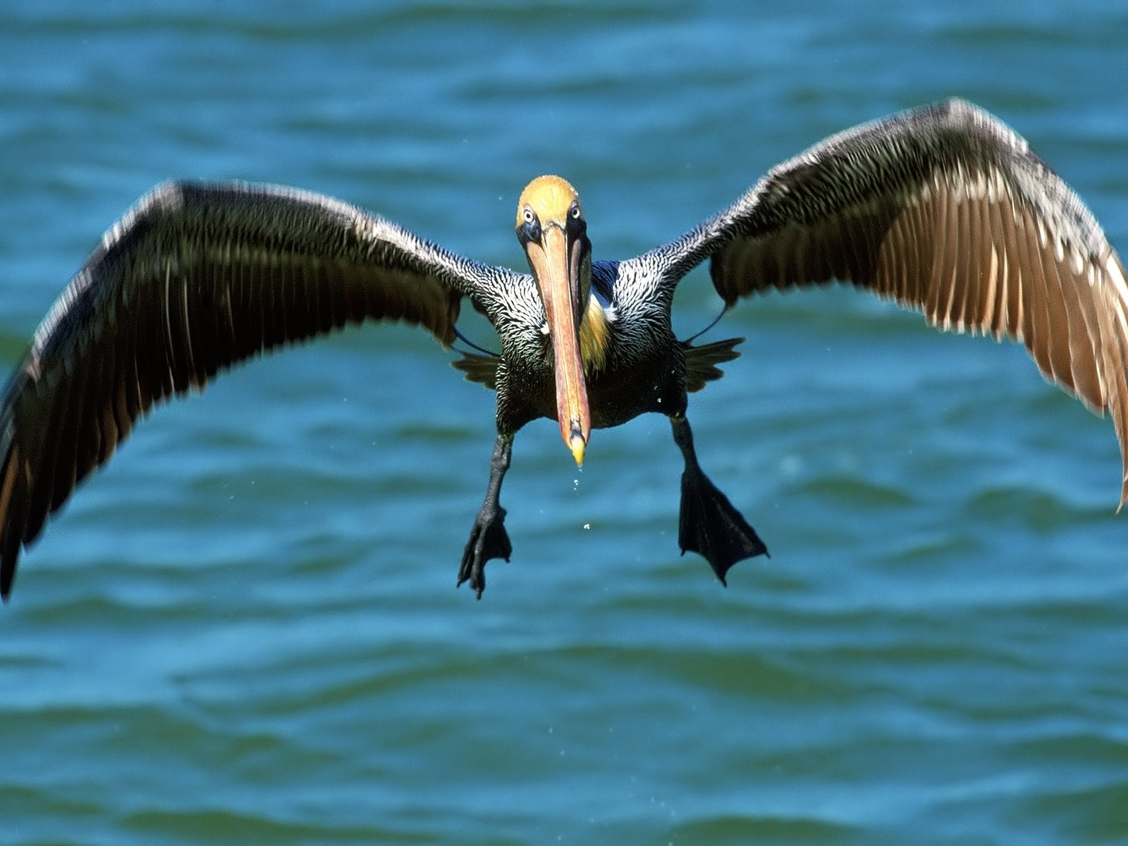 Pelican Background
