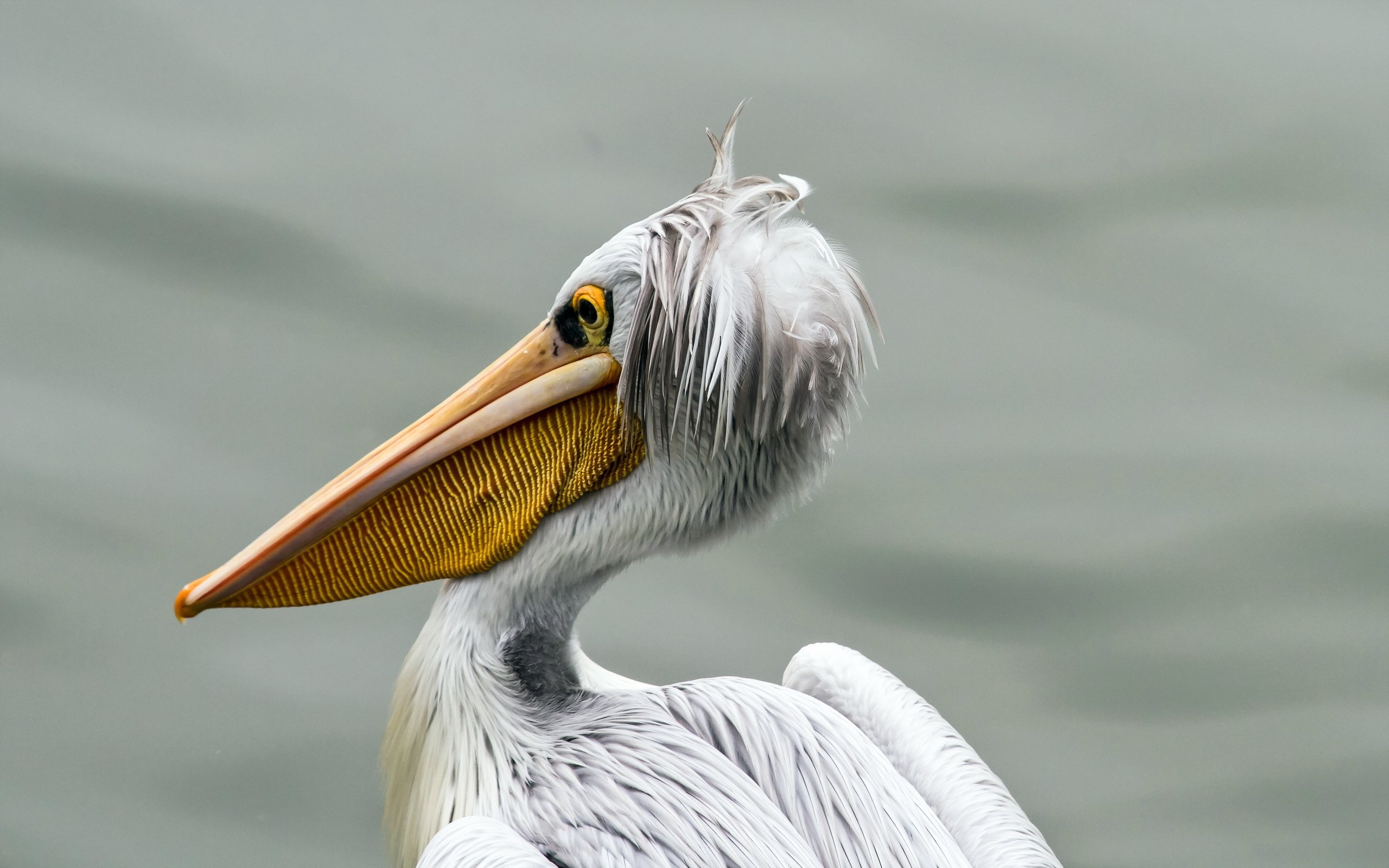 Pelican Head Bird Australia