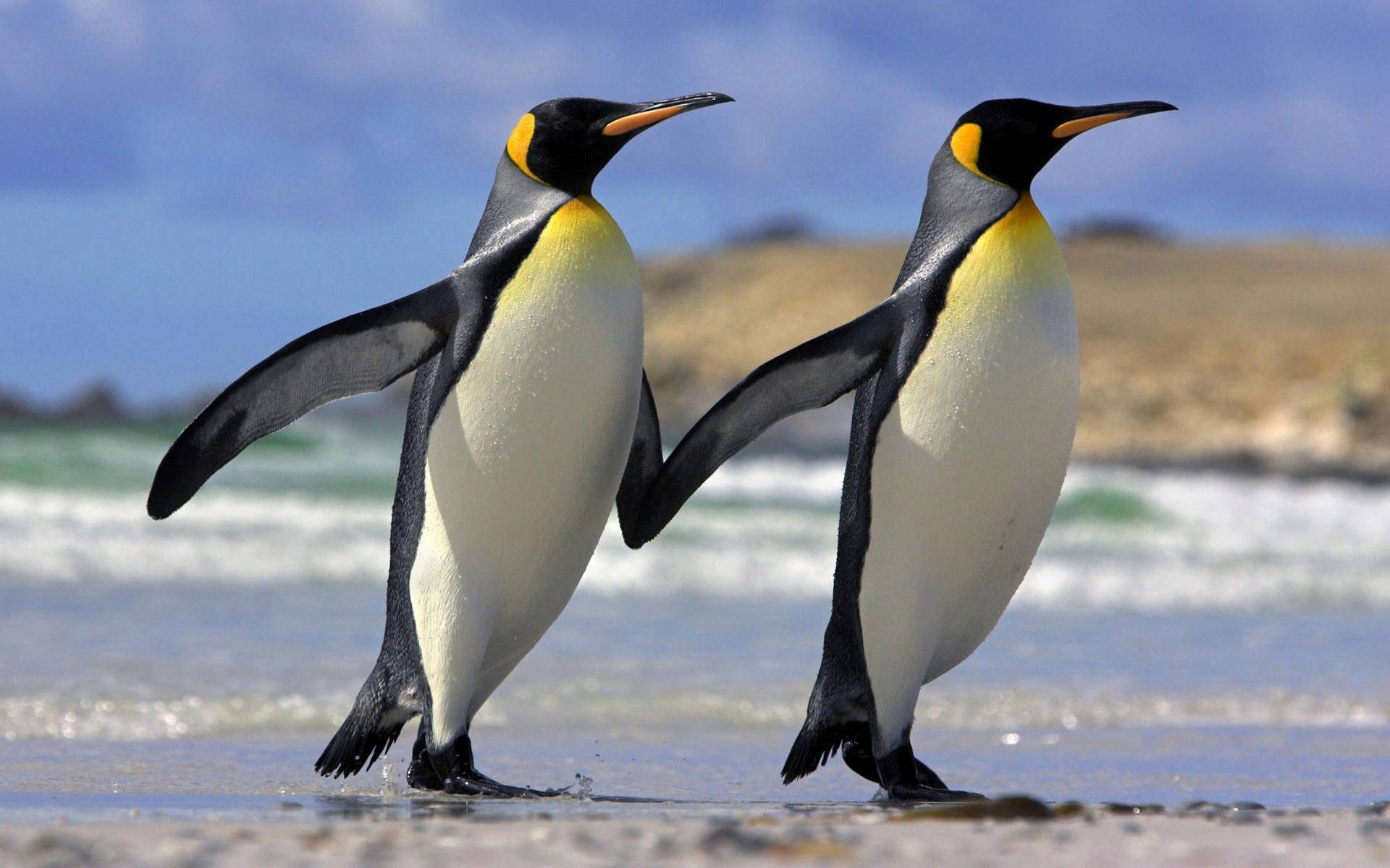What Google's Latest Penguin 3.0 Update Means To You