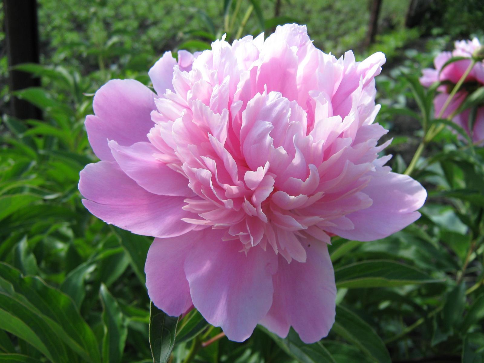 Peony Pictures wallpaper | 1600x1200 | #78351