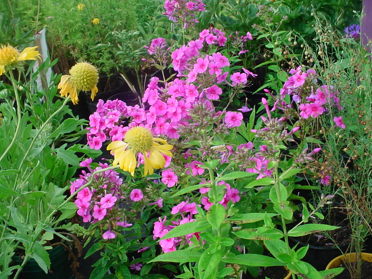 It seems that often people are drawn to the Phlox perennial plants as they offer an intense beauty that is impossible to go unnoticed.