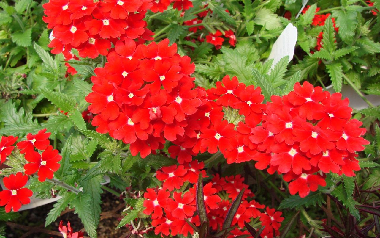 Цветы красные садовые фото с названием