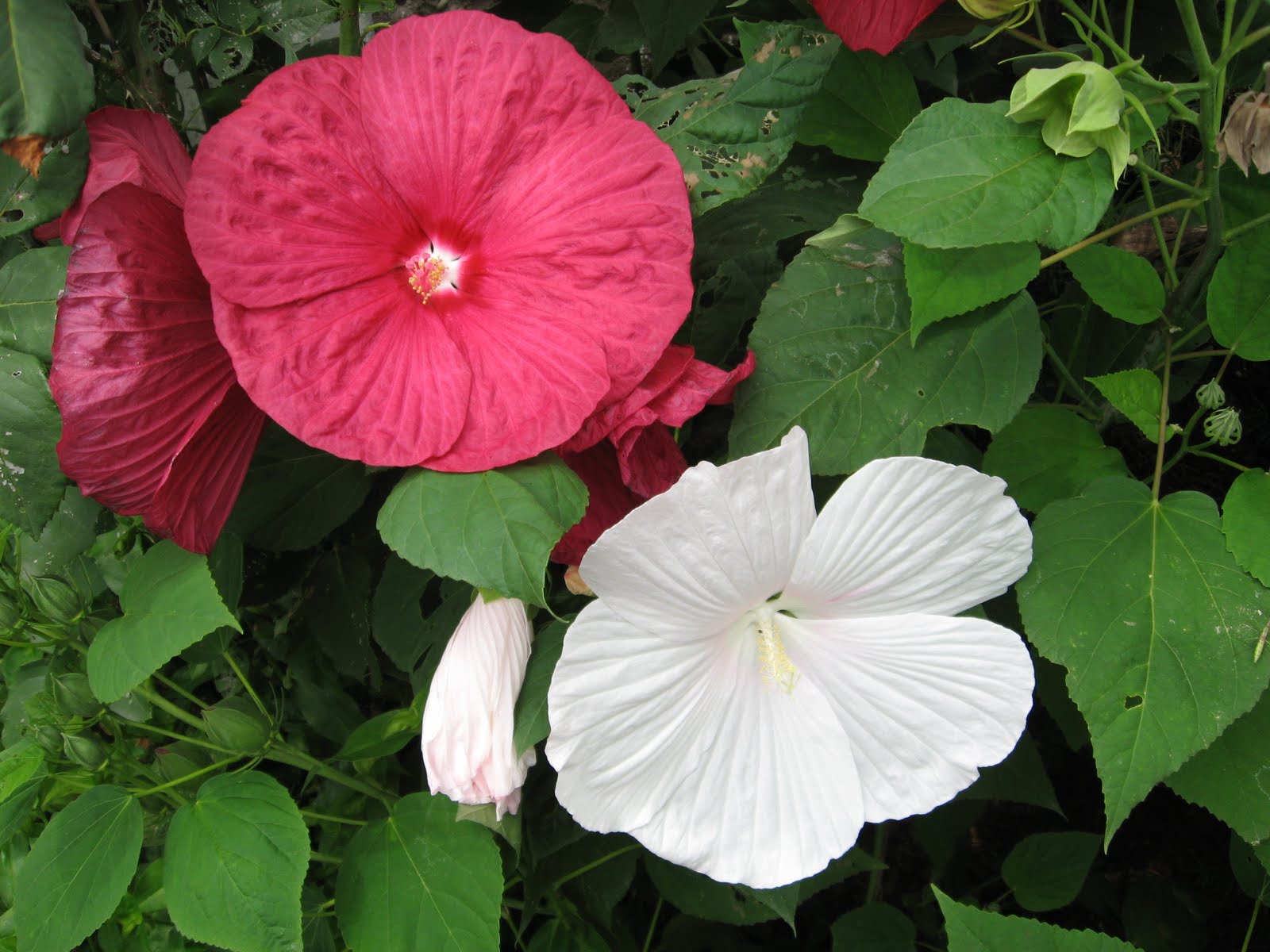 It produces flowers in different attractive and vibrant colors like white, red and pink. Growing conditions include full sun and fertile and moist soil.