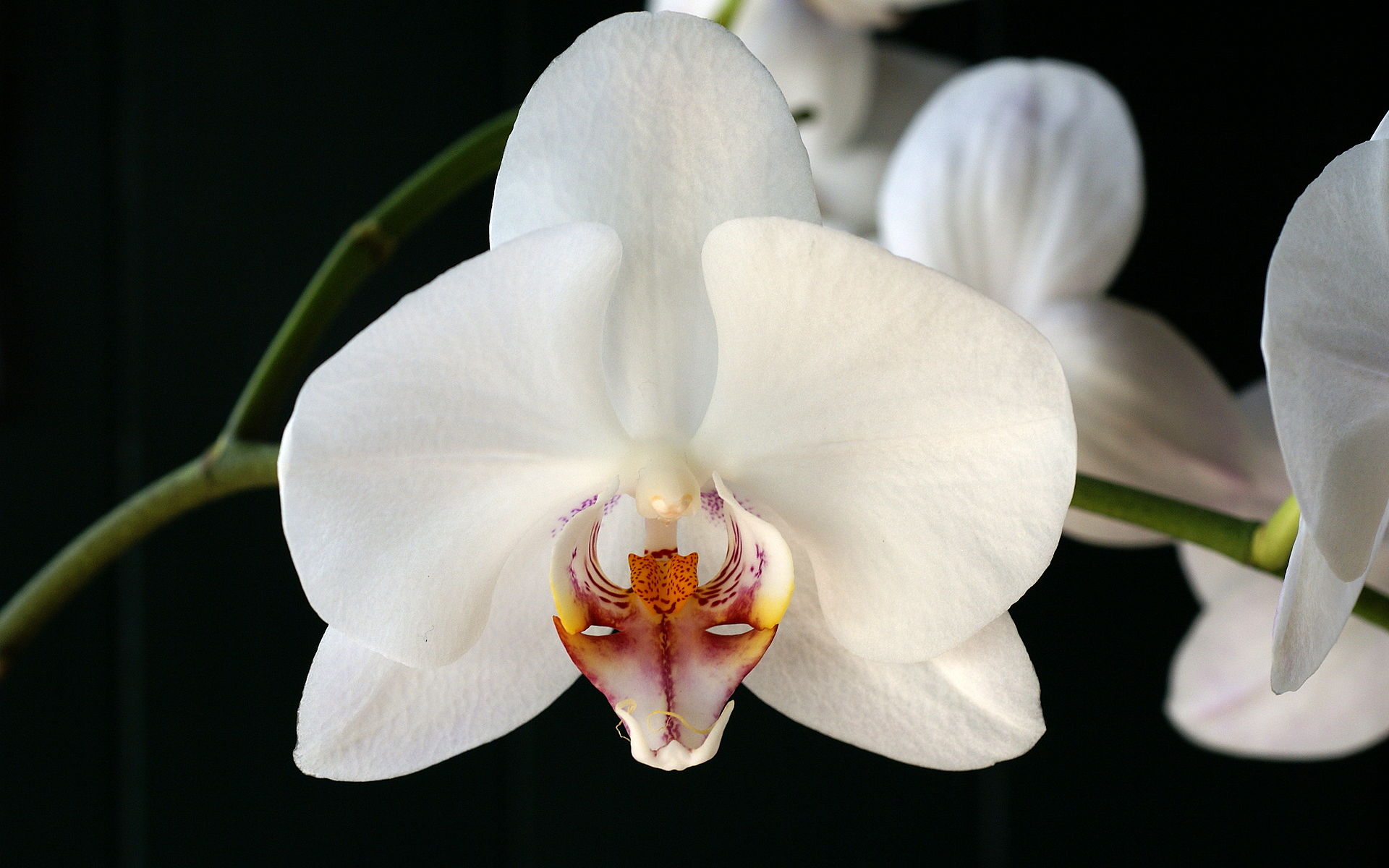 Phalaenopsis Orchid Flowers