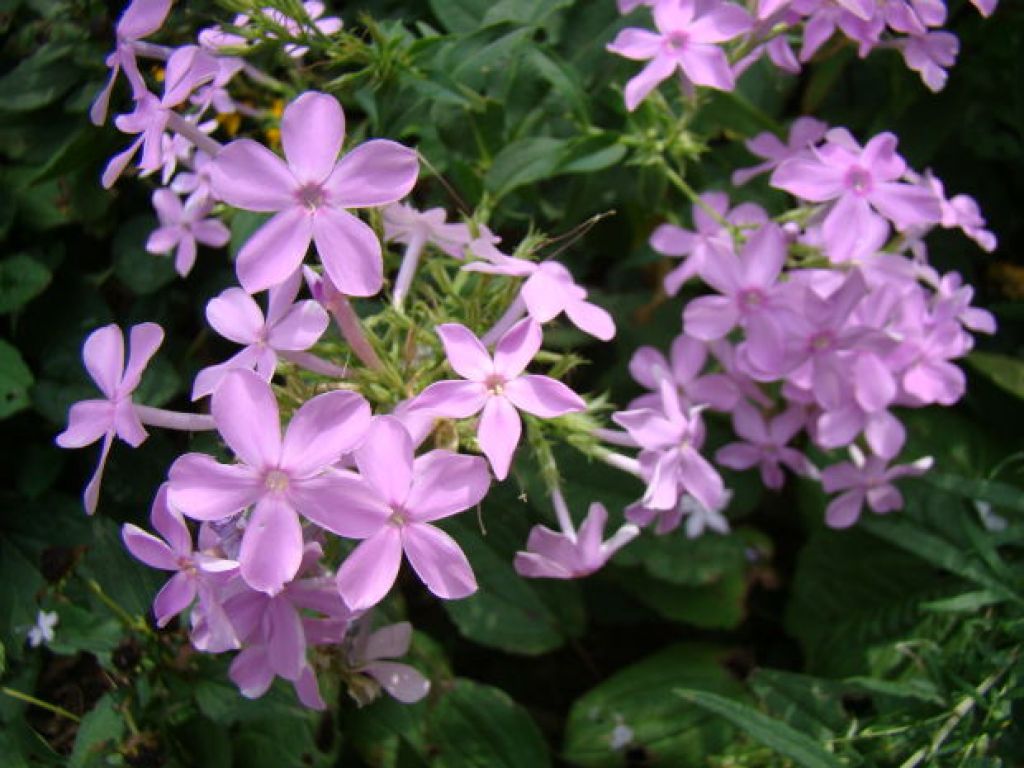 phlox flower1 The Wonderful Smell of Phlox Flowers in Summer