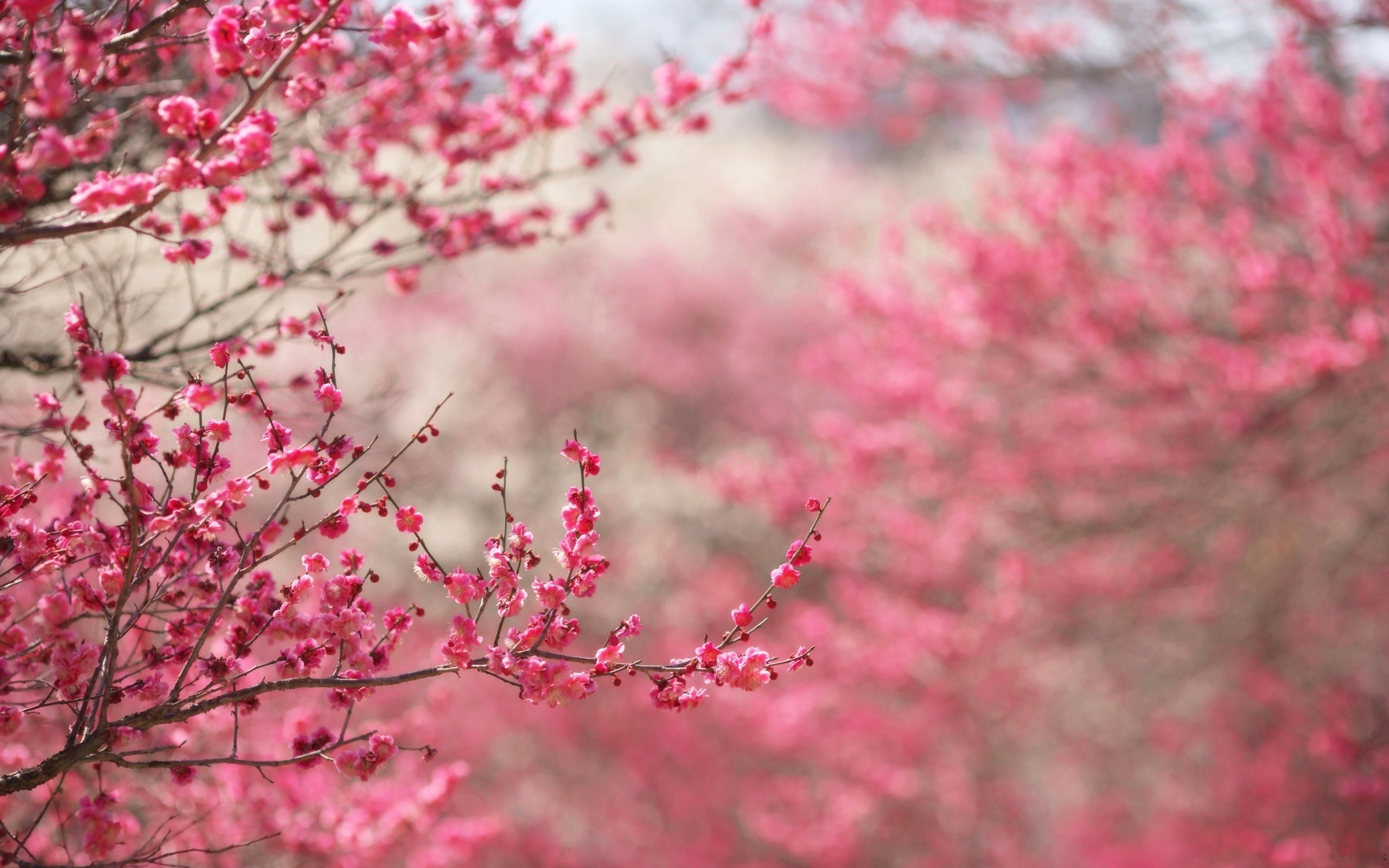 Photo Spring Cherry Flowers Nature