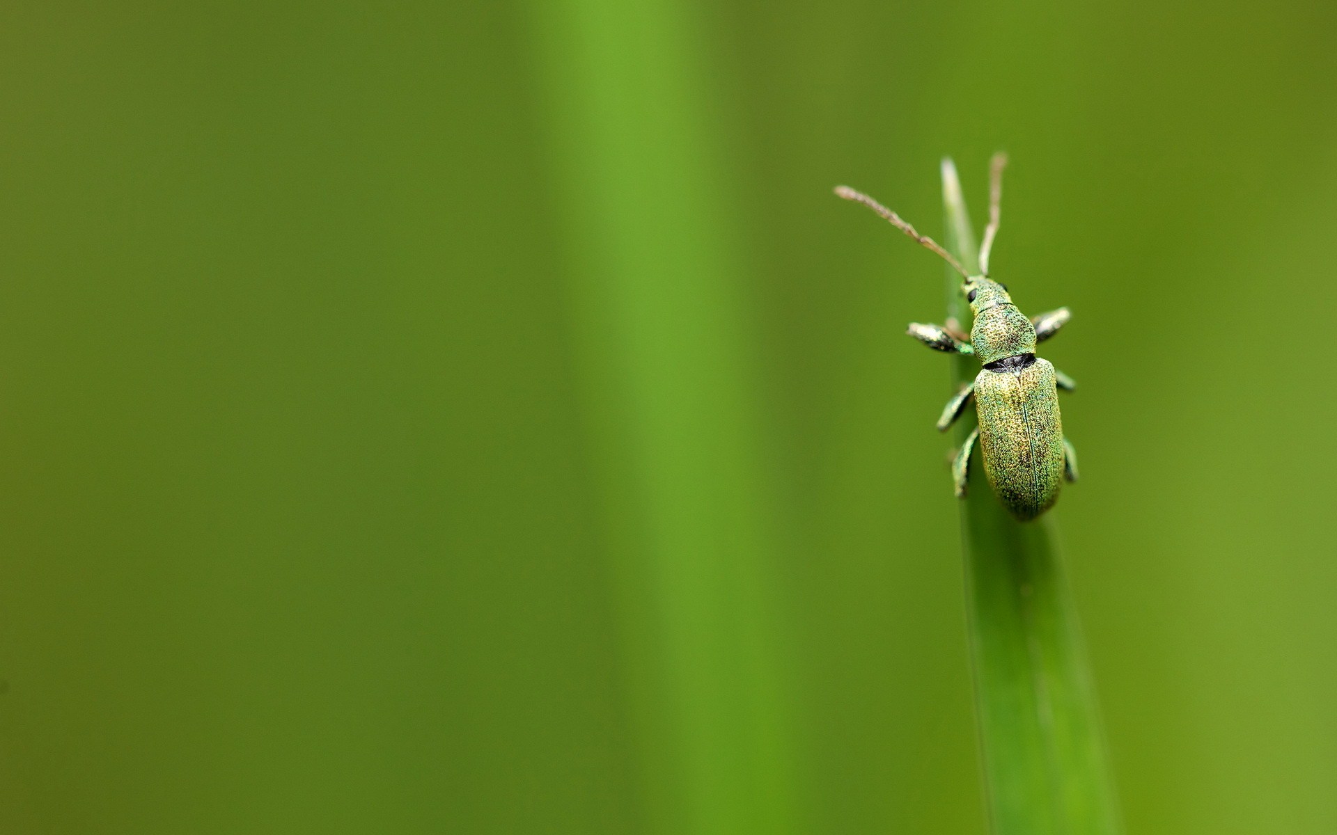 Phyllobius Nettle Weevil Bug Top Wire Grass HD Wallpaper