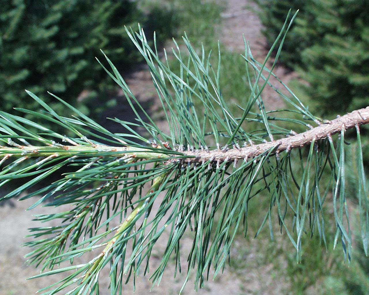 Red Pine: This conifer has needles in sets of two, which identifies it as one of the red pines.