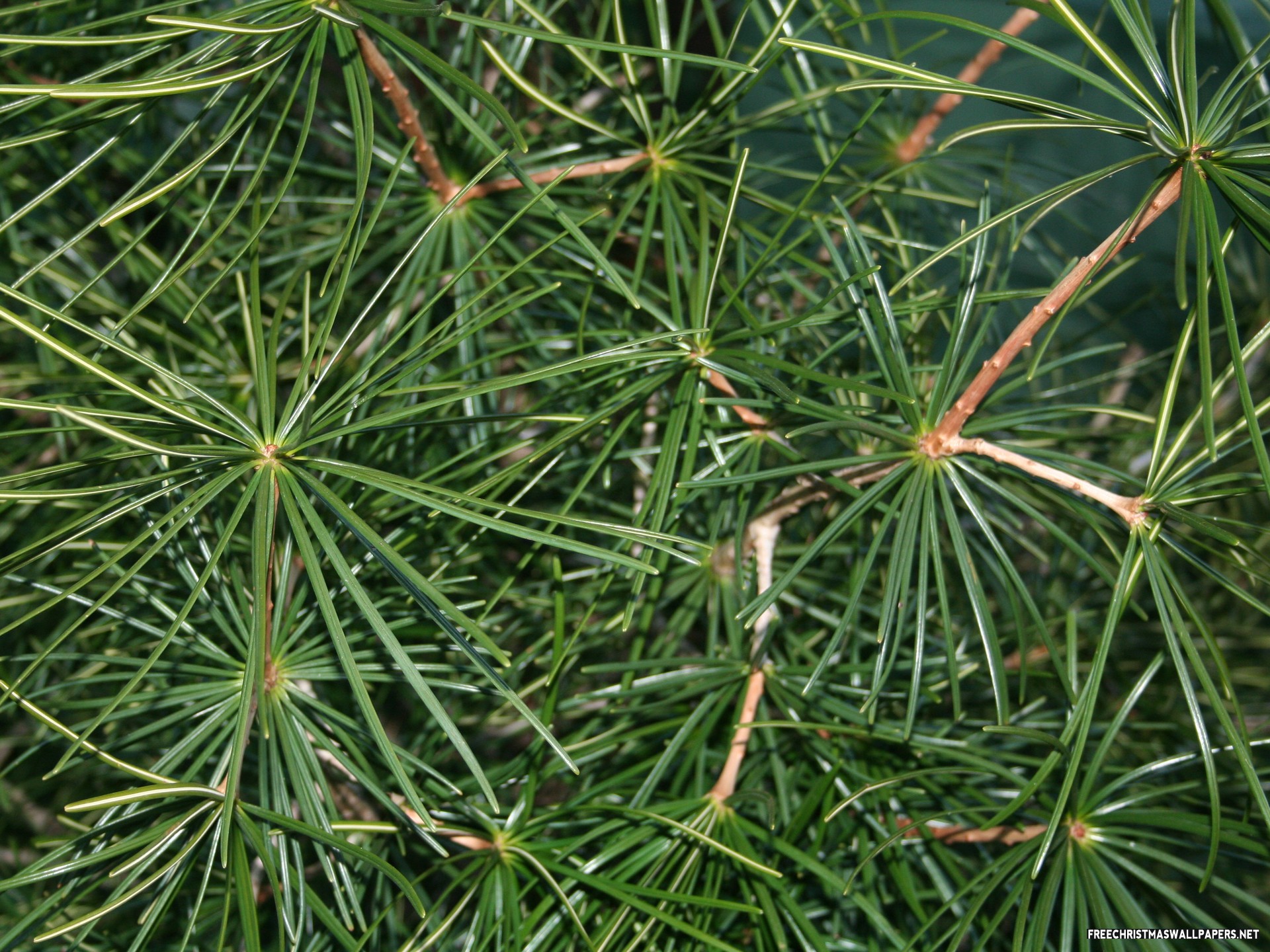 Download Scotch Pine Tree