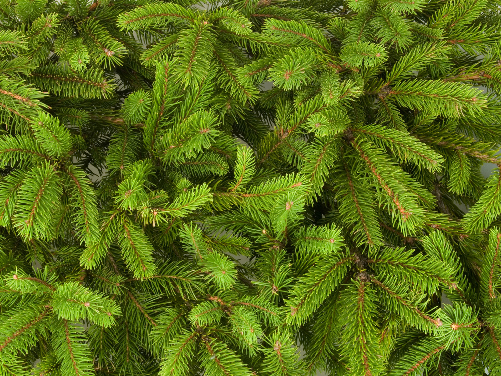 There's a big, 5 deep row of pine trees on the property we just bought.