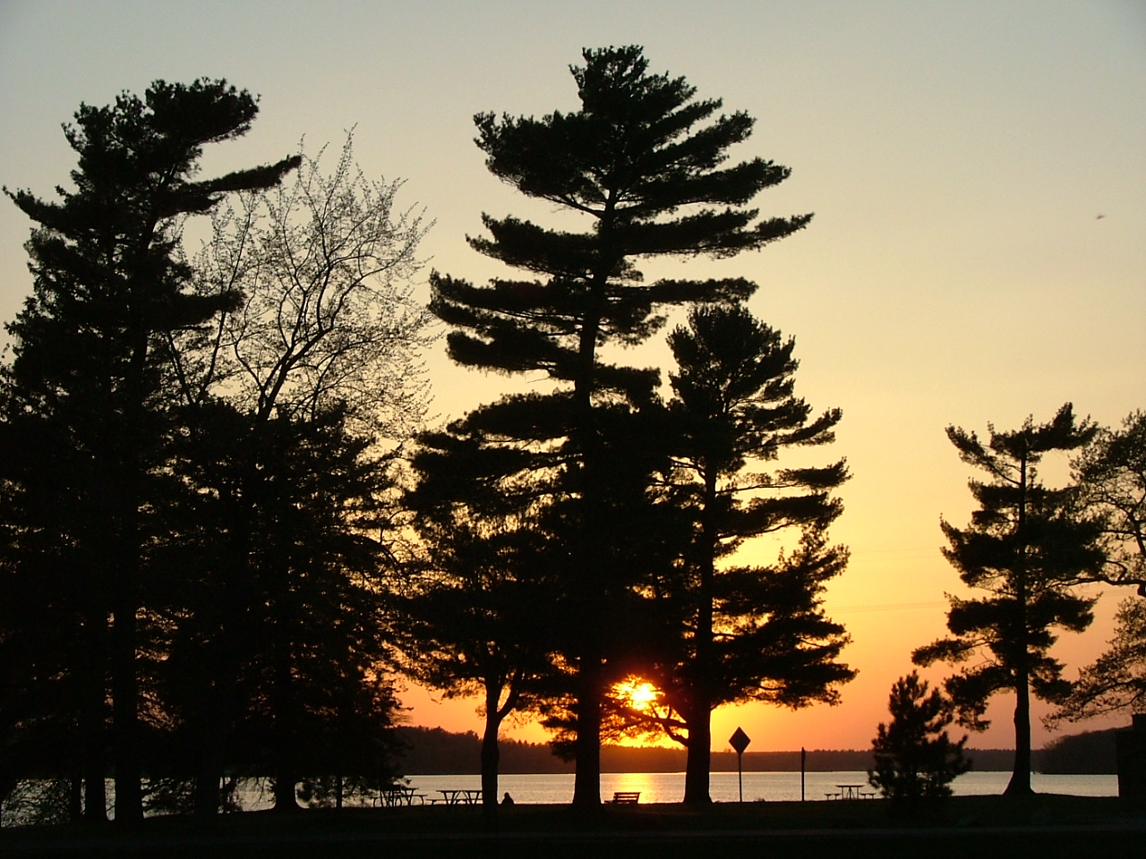 Pine tree in sunset