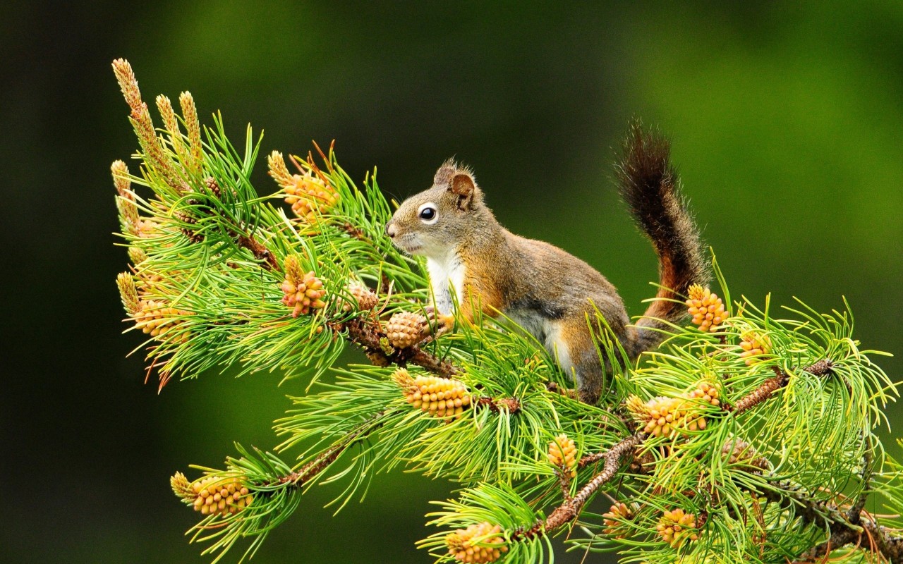 Download Squirrel on Pine tree Wallpaper :