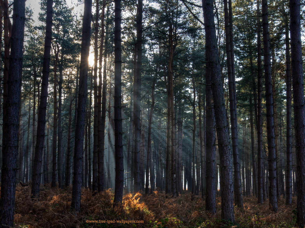 Free iPad wallpaper of beams of winter sunshine through a dark pine forest. Clumber Park