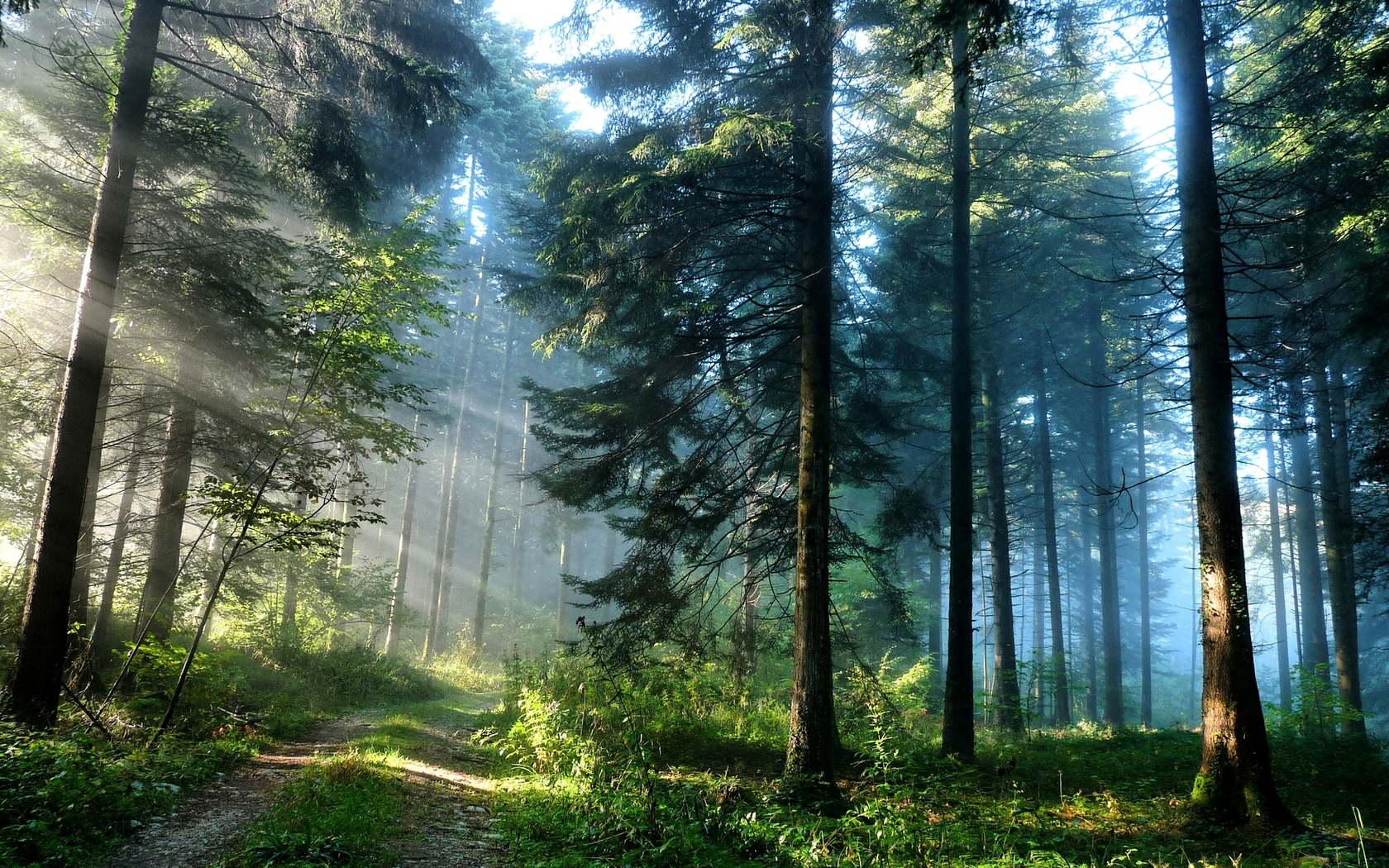 PINE FOREST PATH Wallpaper