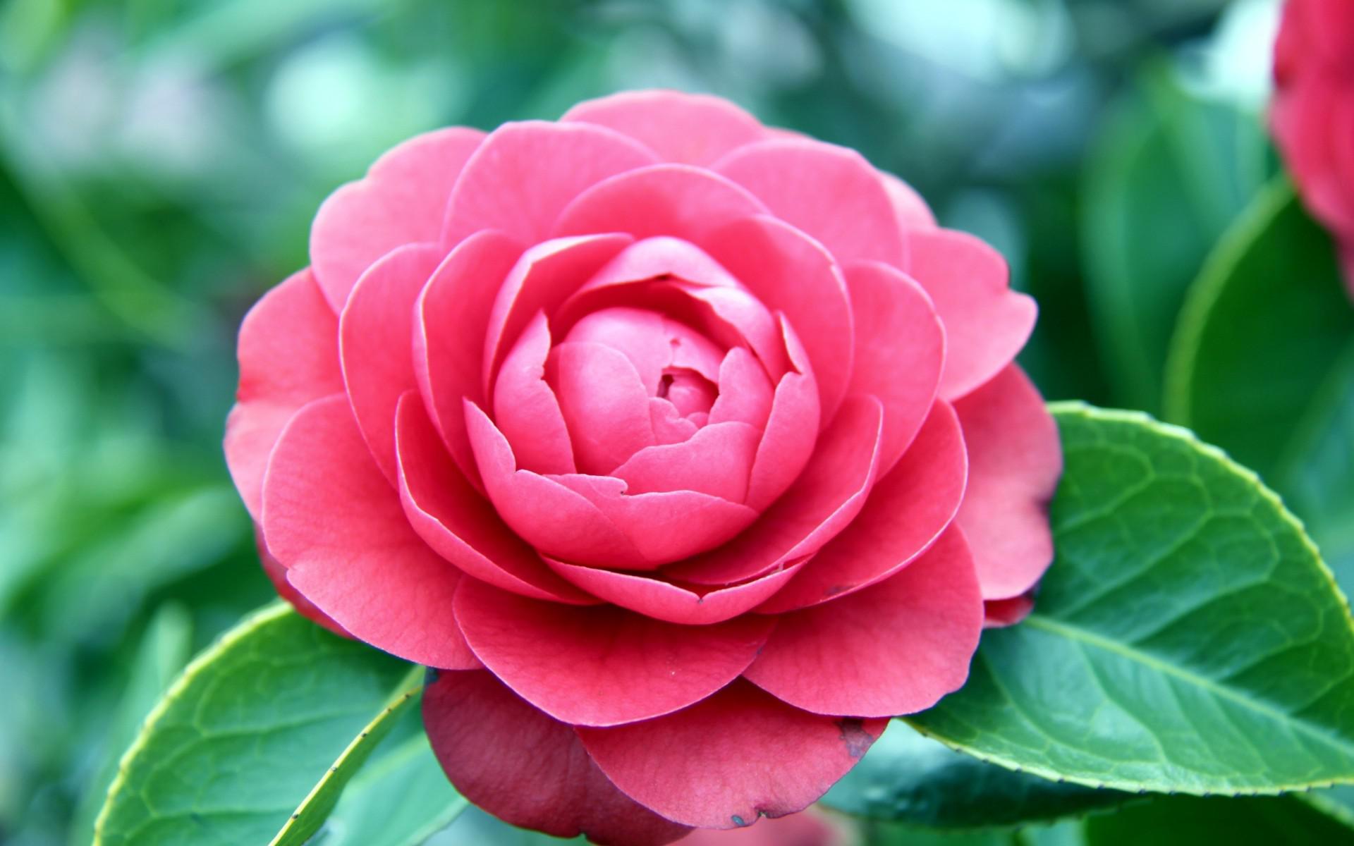 A pretty pink camellia rose HQ WALLPAPER - (#140303)