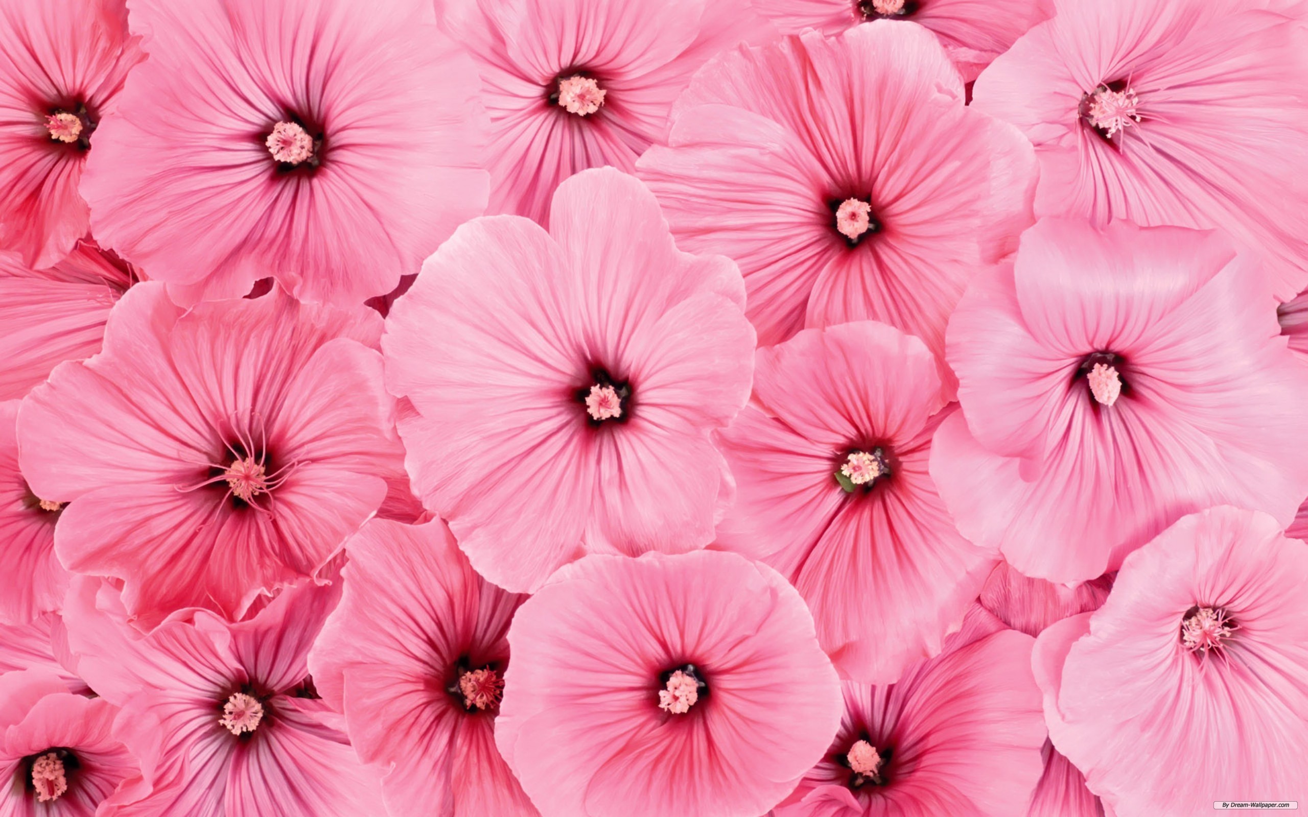 Pink Flower Images 18 HD Wallpapers