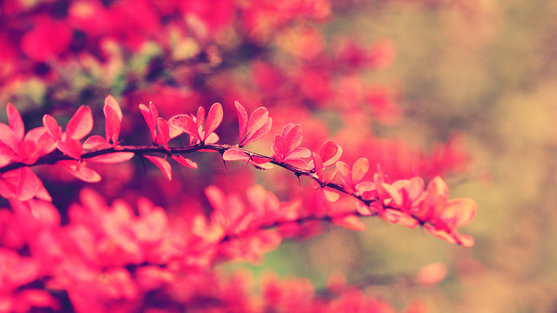 Pink Flowers wallpaper | 1920x1080 | #51764