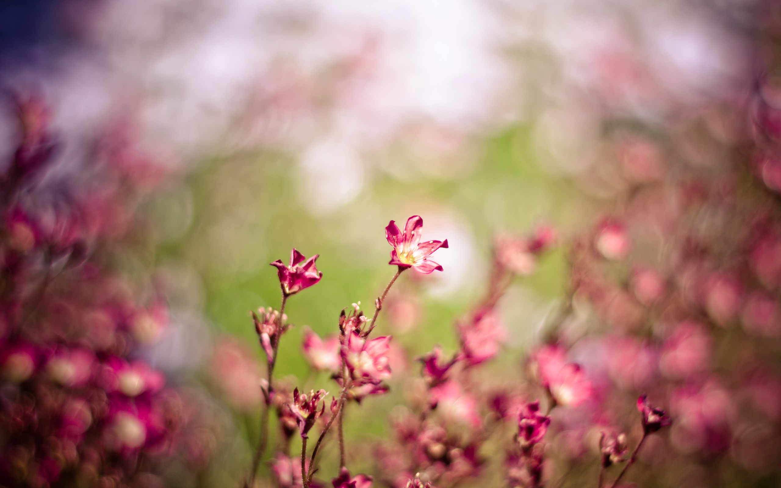 Pink Flowers Bokeh Nature