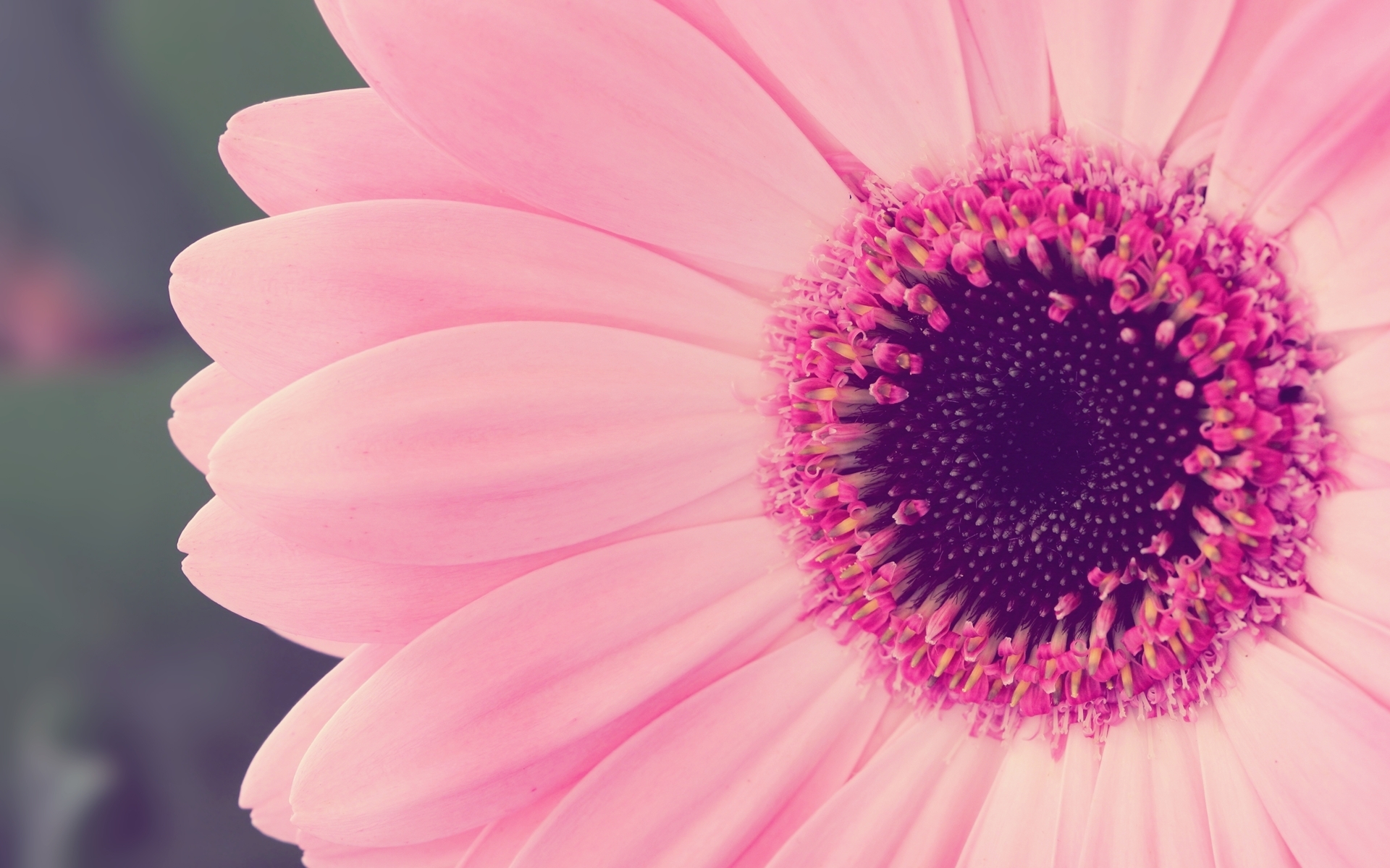 Pink Flower Images High Quality 6 HD Wallpapers