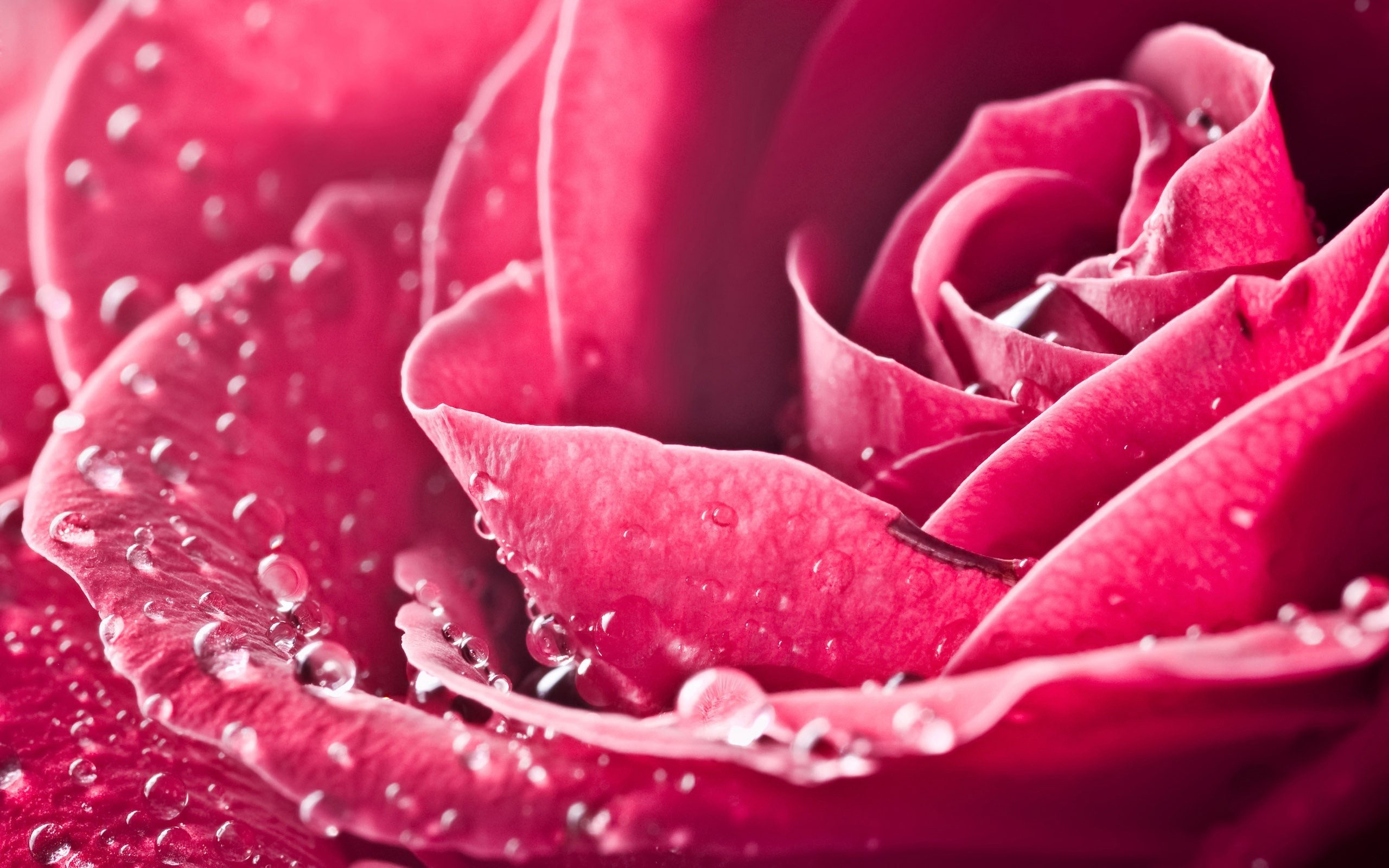 Pink Roses, Dew, Macro