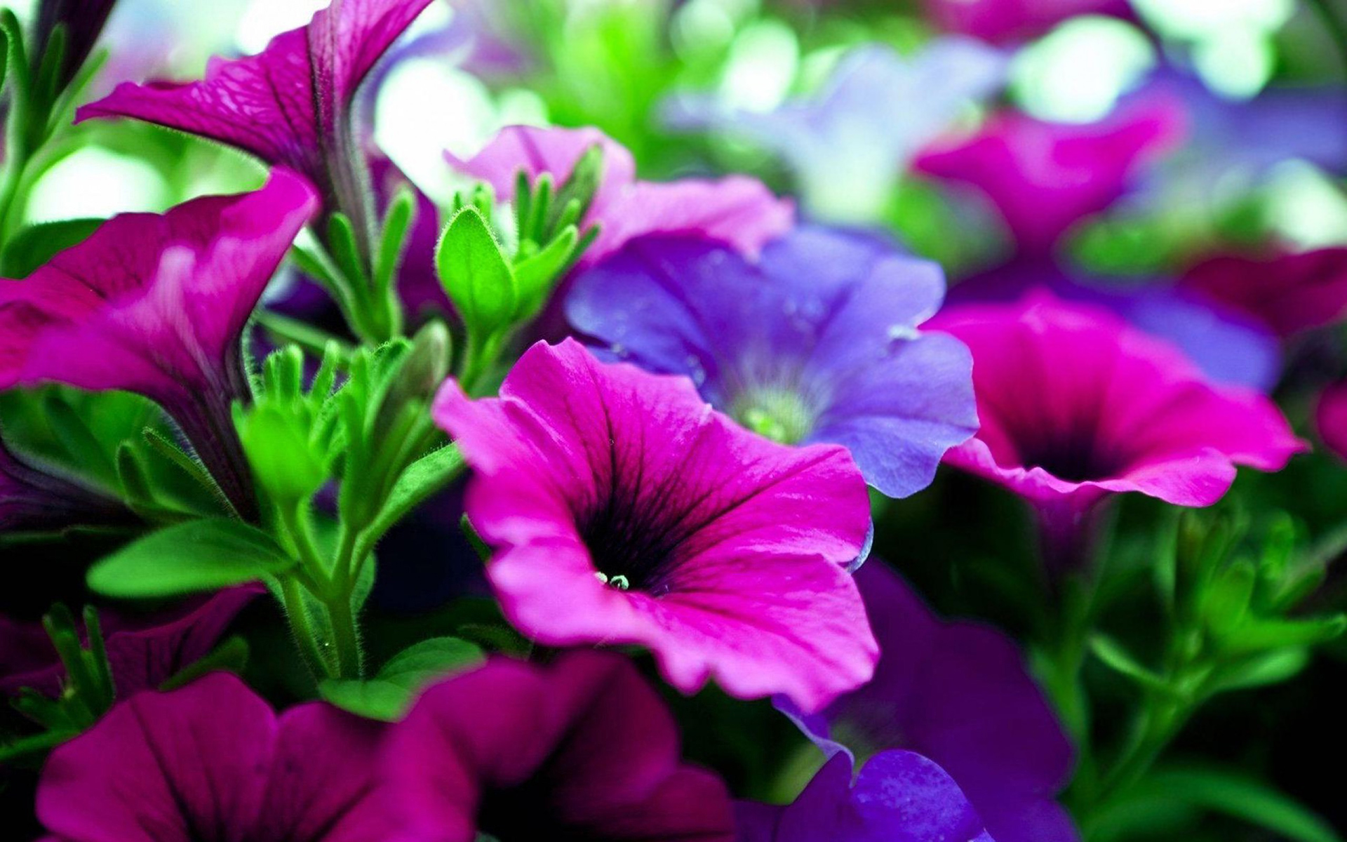 Pink purple flowers