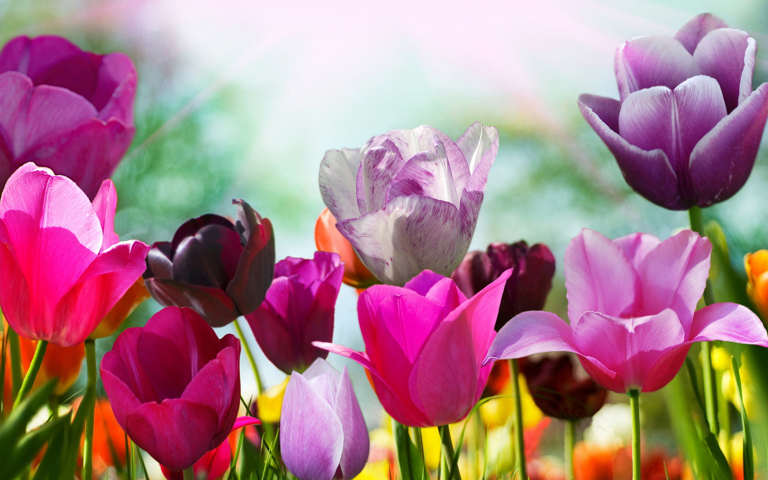 Pink Purple Tulips