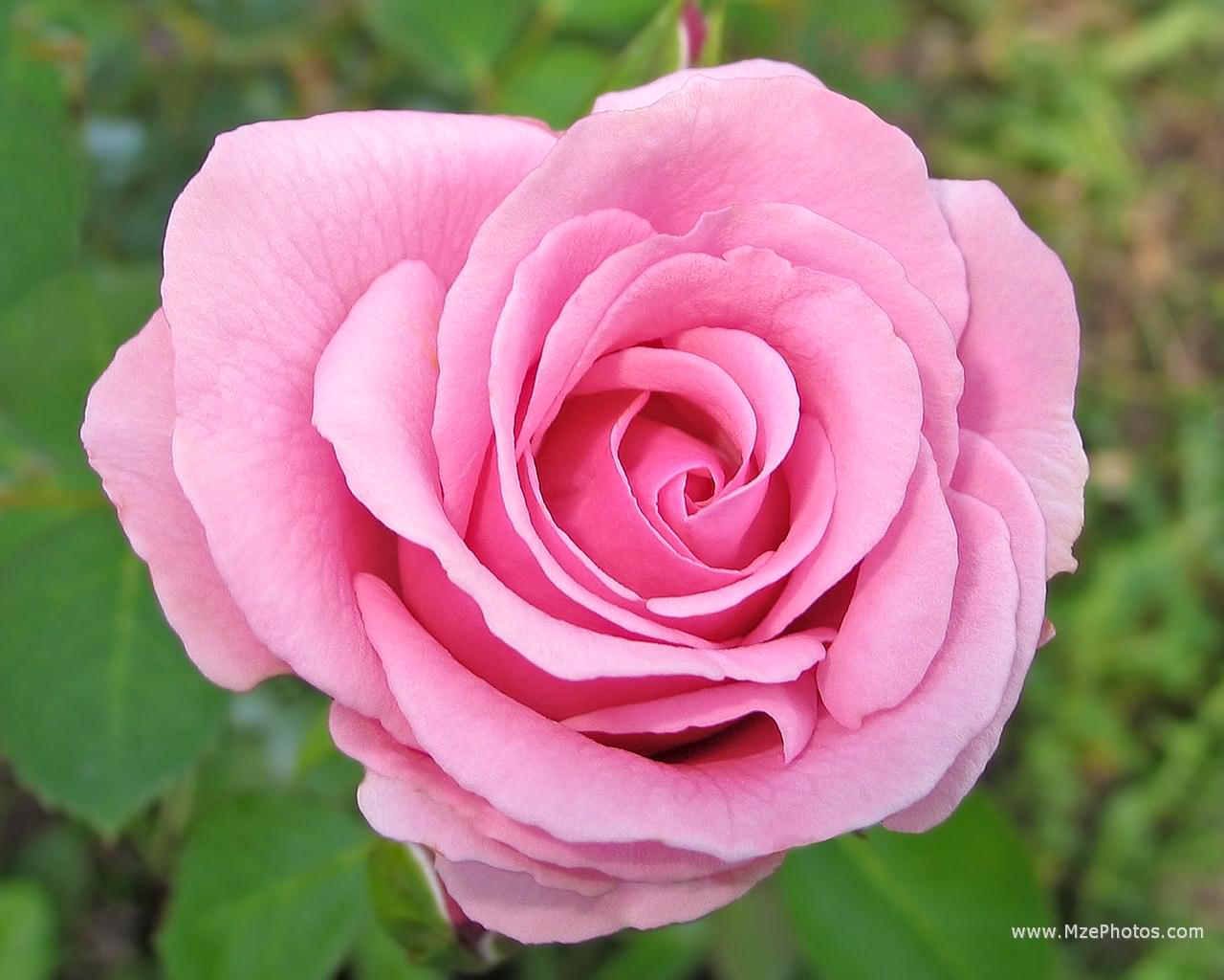Pink Rose 01 ...