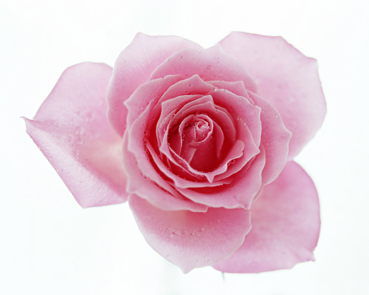 ... Pink Rose 05 ...