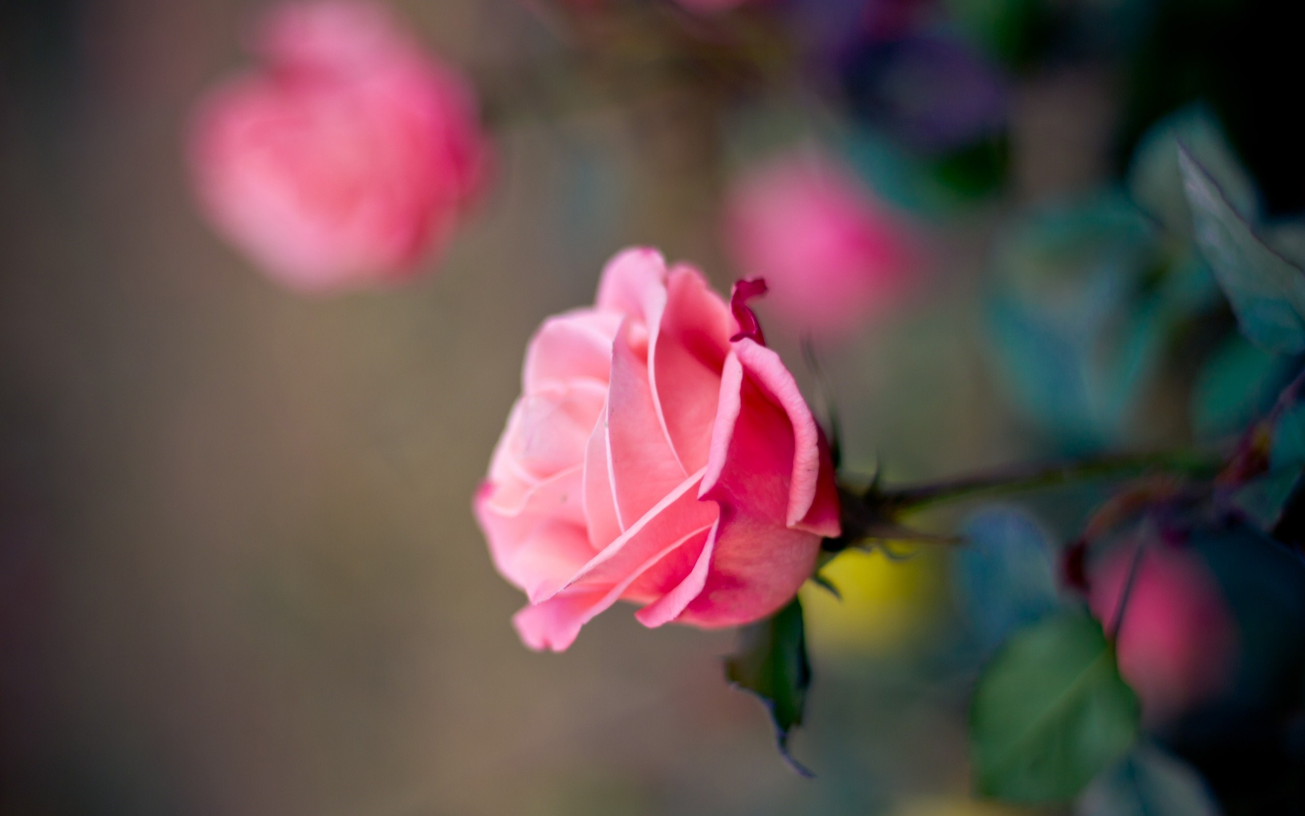 Pink Roses Close-Up Macro Photo