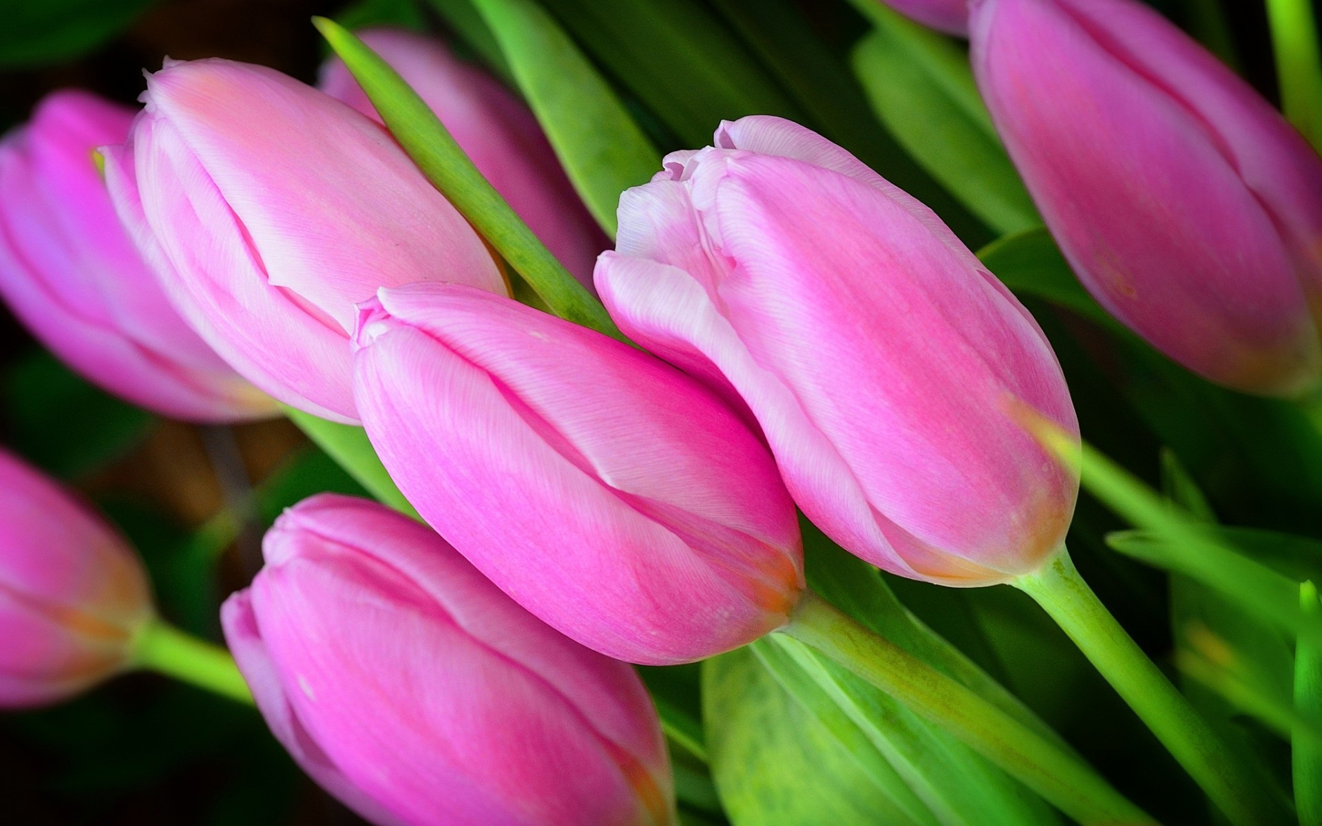 Pink tulip buds flower