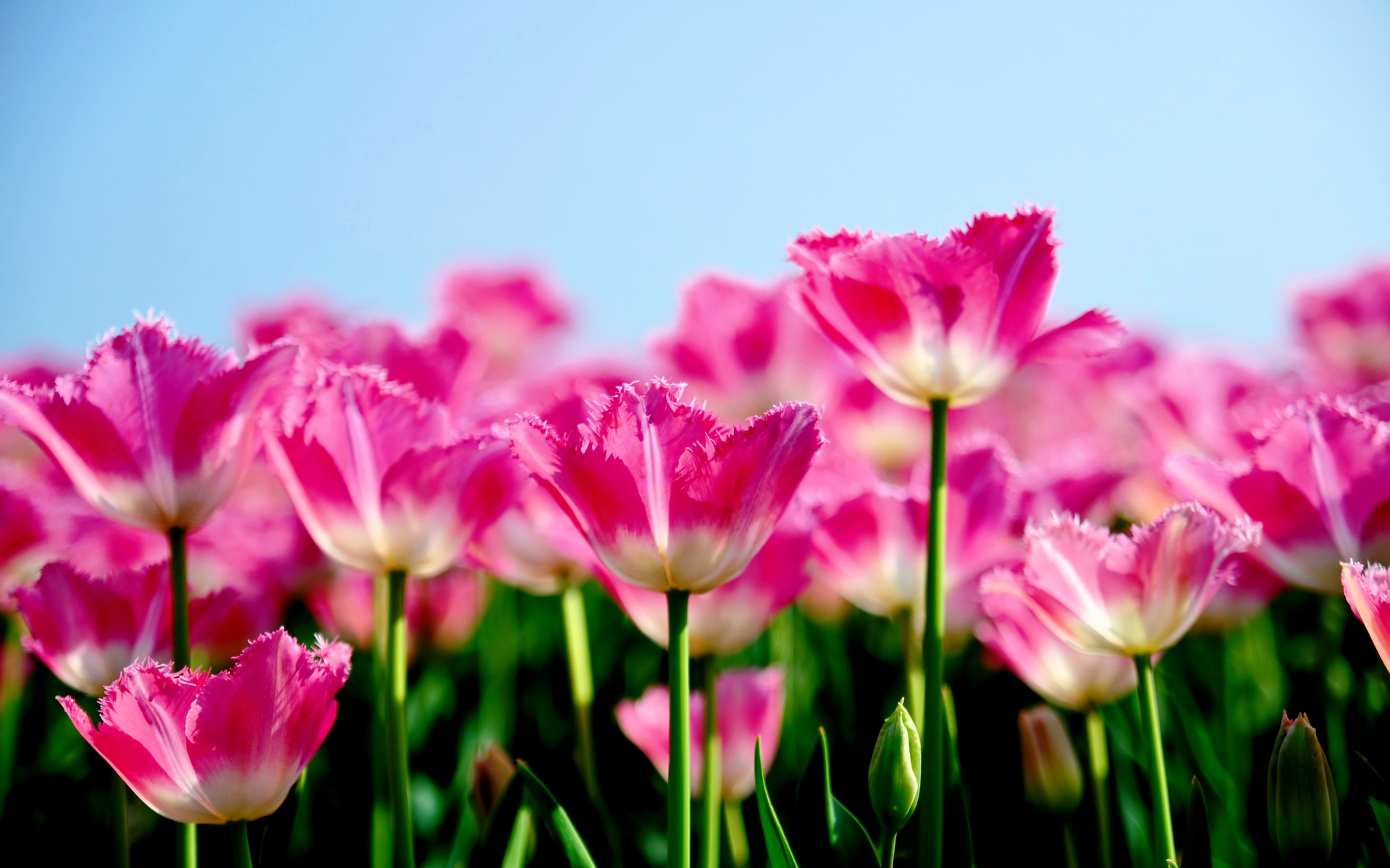 Pink Tulips 1307