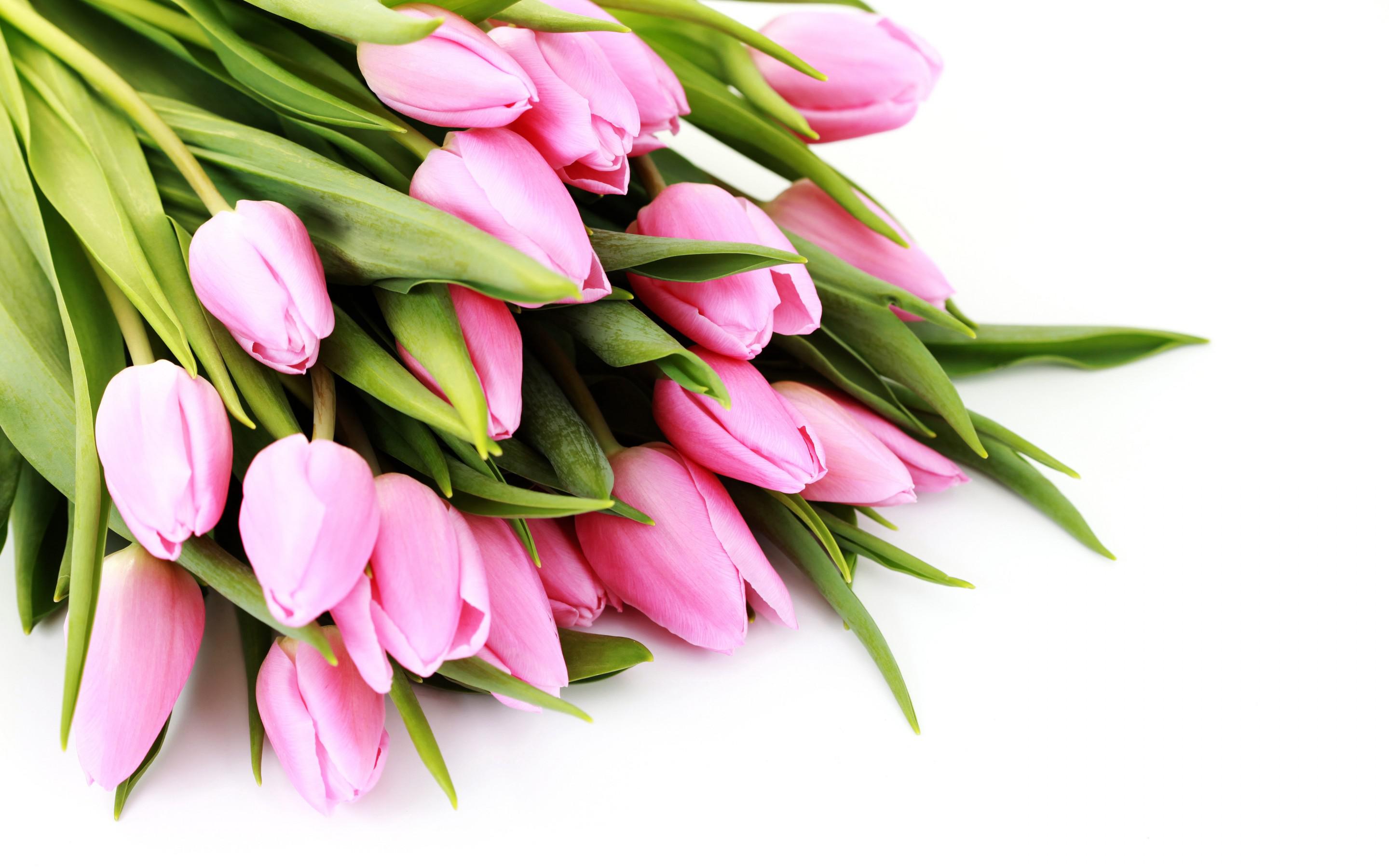 Wallpaper Tags: flower nature pink flowers tulips