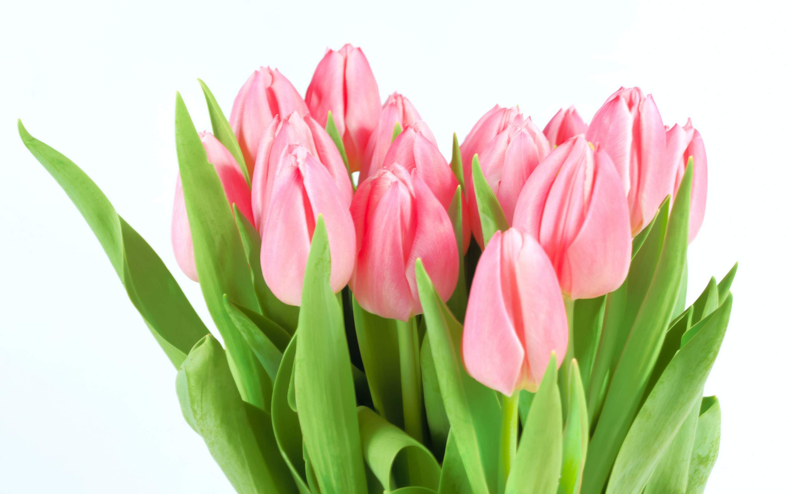 Light Pink Tulip
