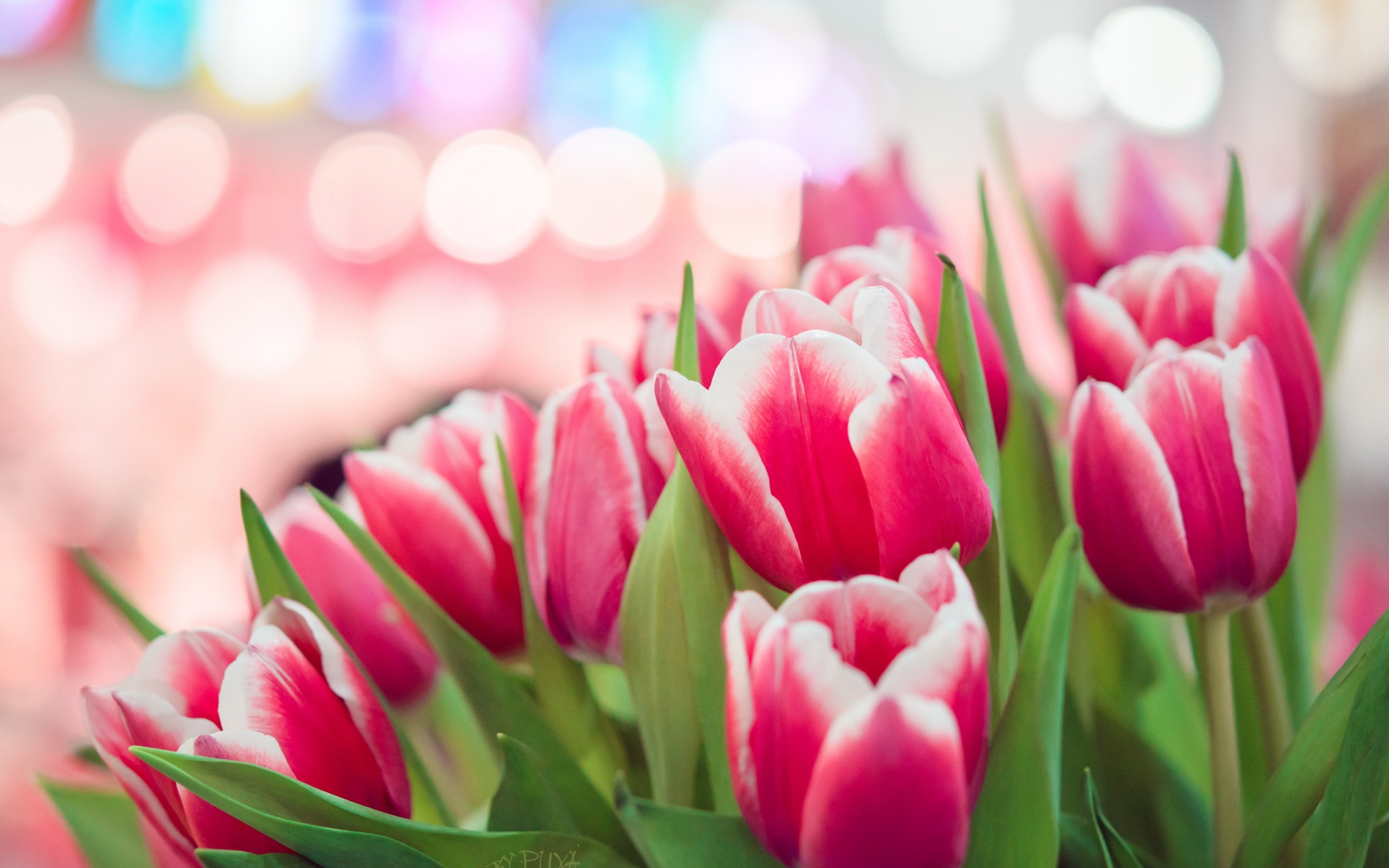 Spring Pink Tulips Bokeh HD Wallpaper